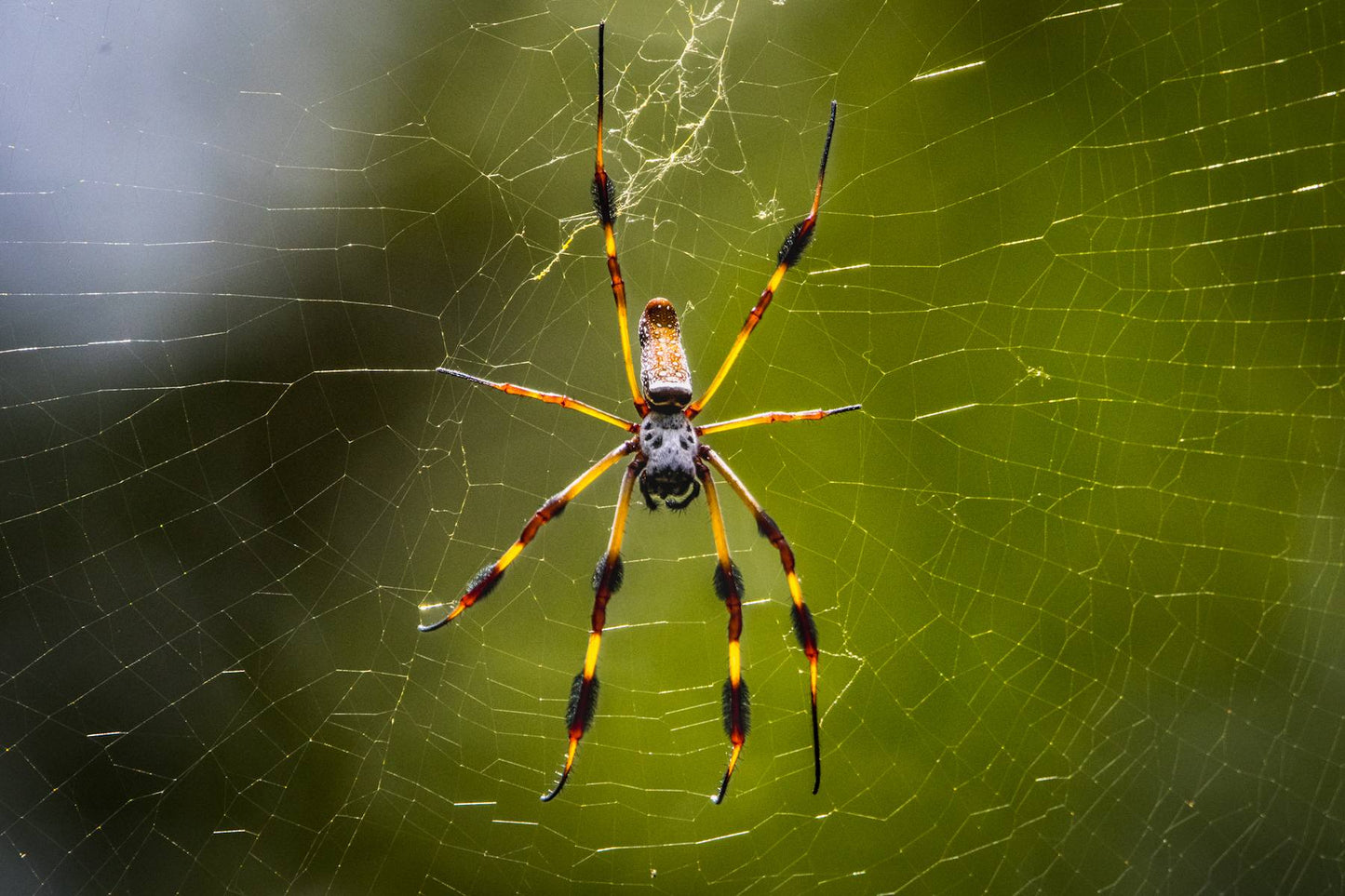Bumblebee Jasper Orb Weaver