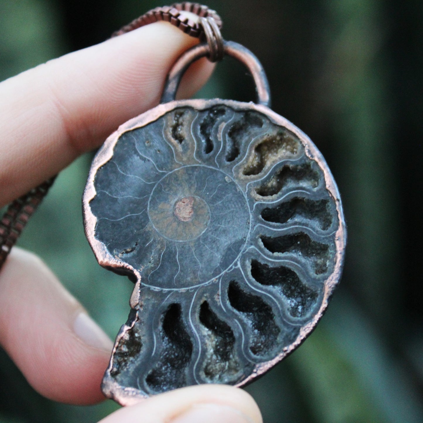 Ammonite Druzy