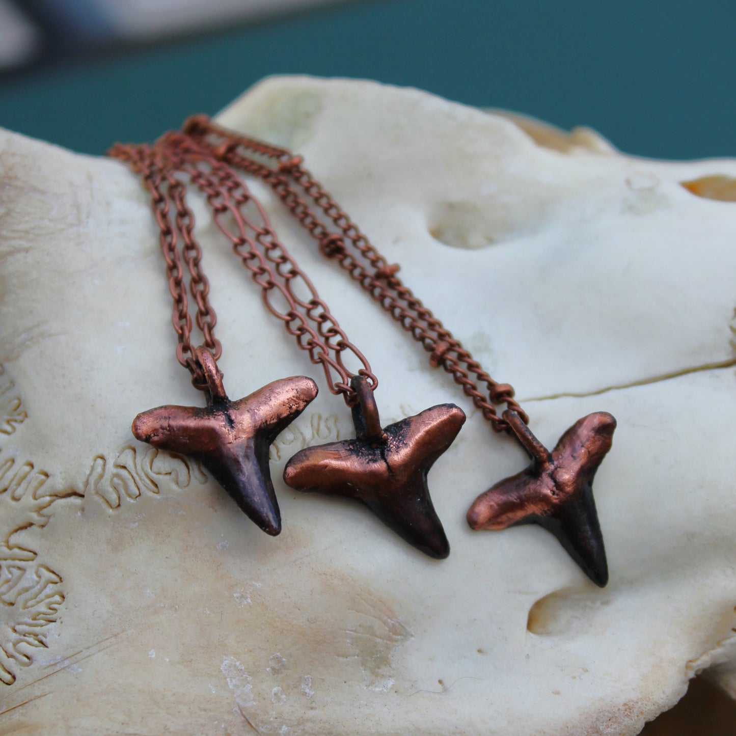 Shark Tooth Minis