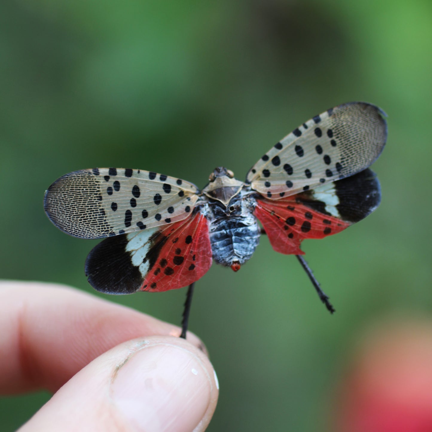 Prehnite Lanternfly