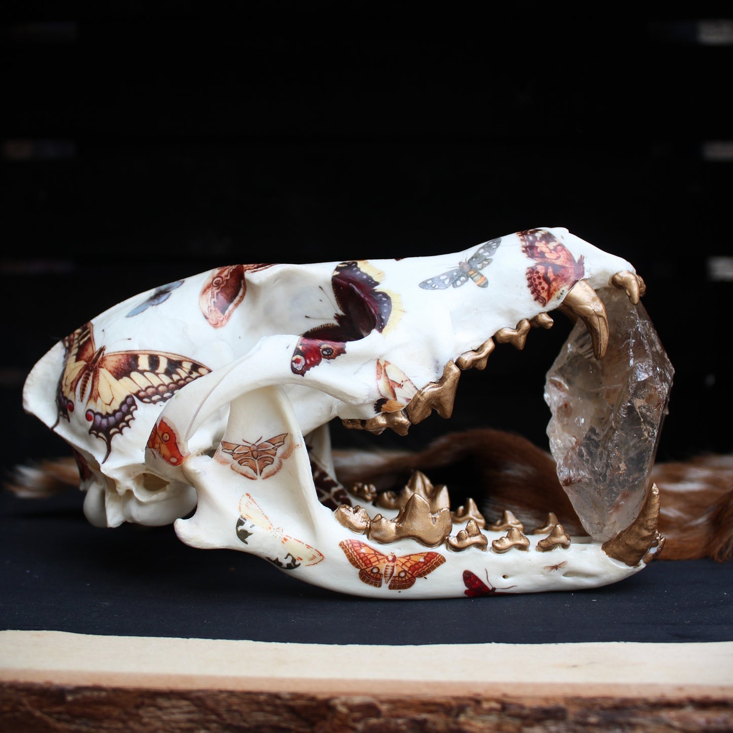 Vintage Moth Coyote Skull