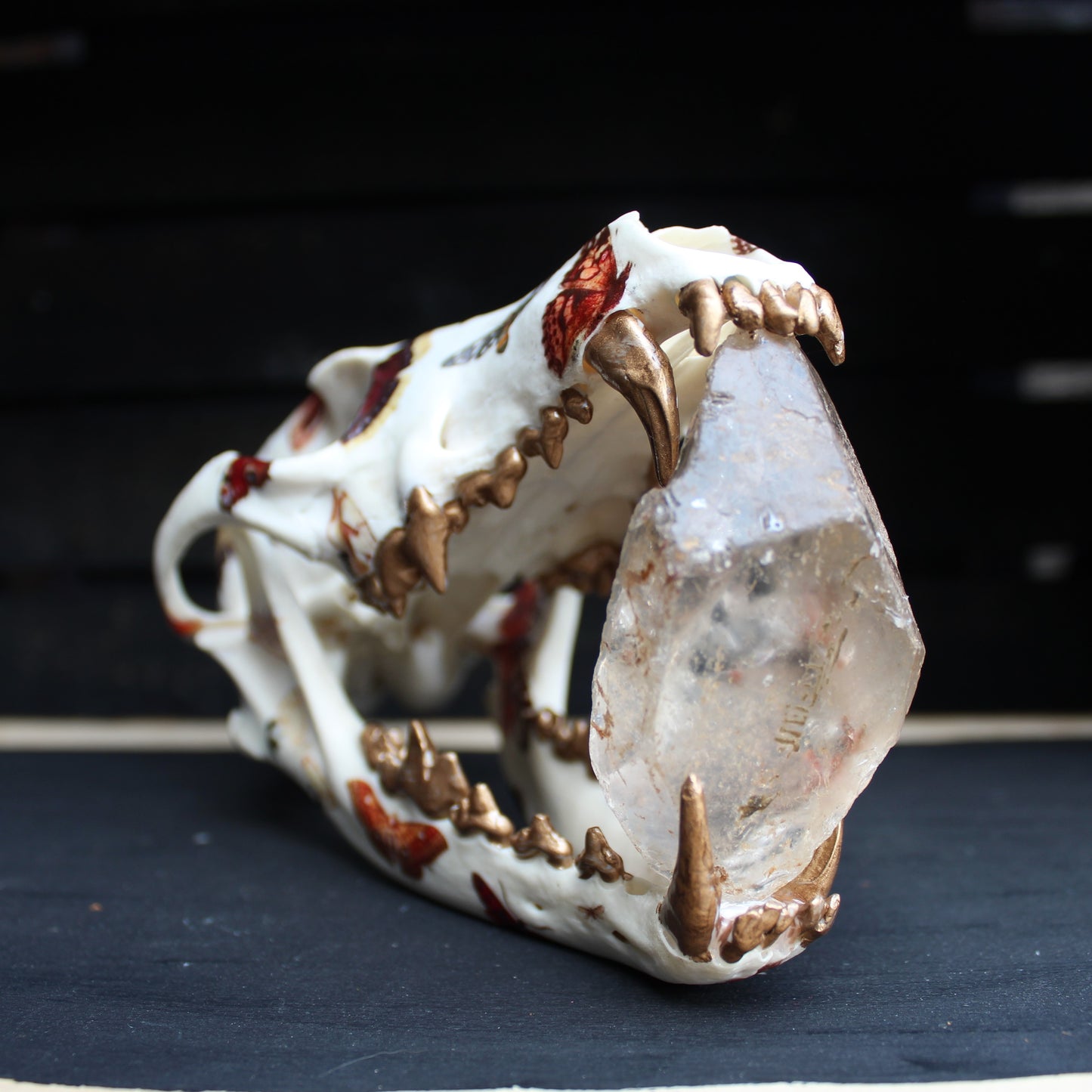 Vintage Moth Coyote Skull