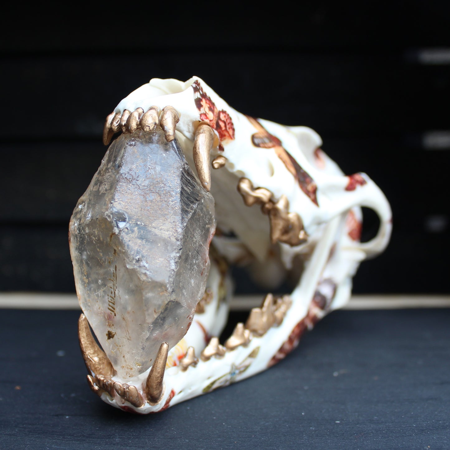 Vintage Moth Coyote Skull