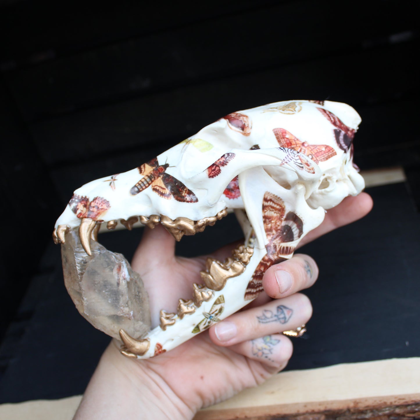 Vintage Moth Coyote Skull