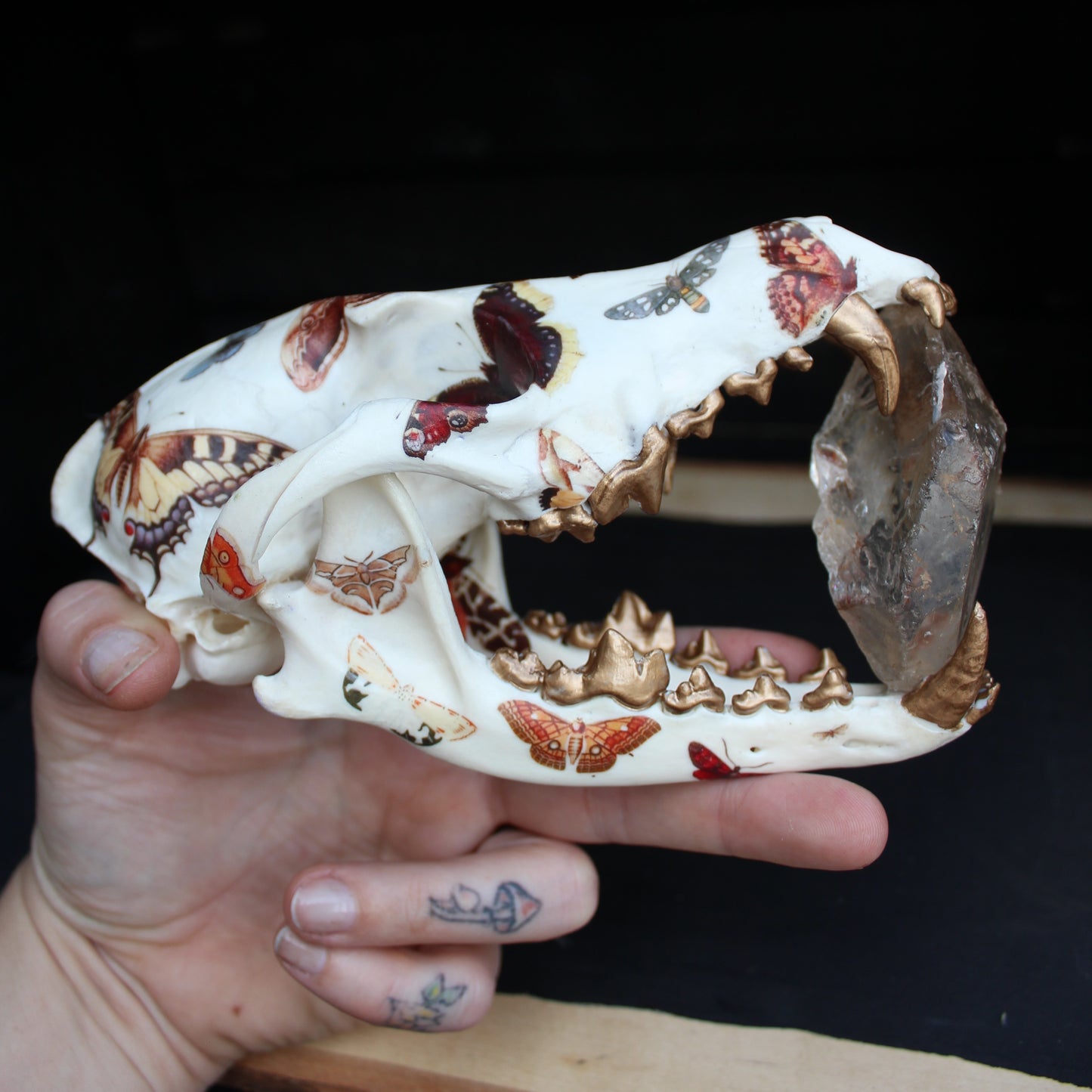 Vintage Moth Coyote Skull