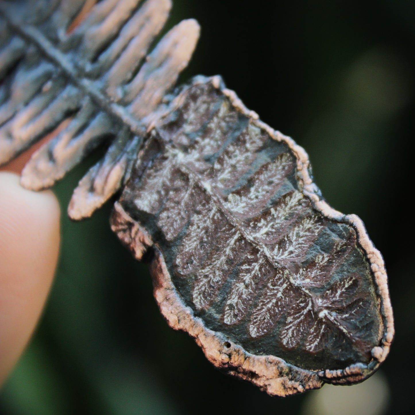 Fossilized Fern