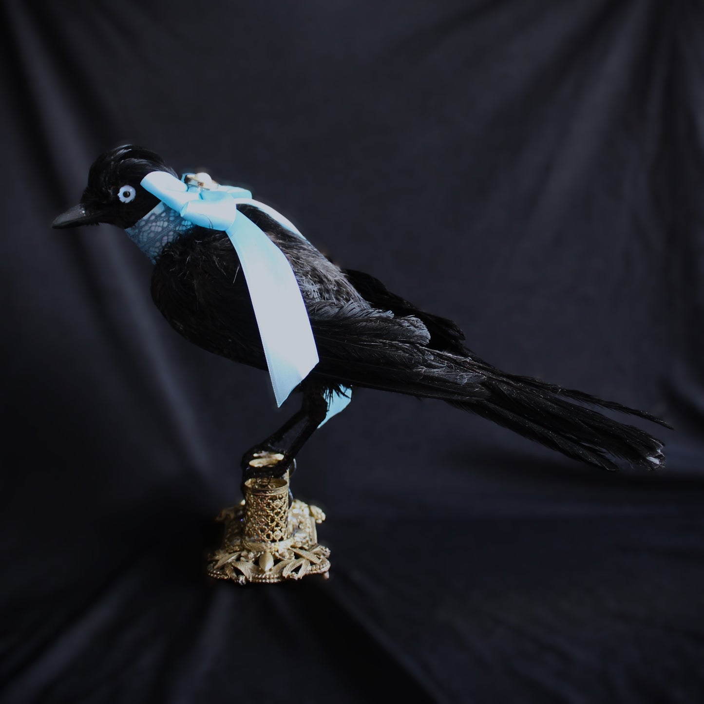 Antique Jay Taxidermy