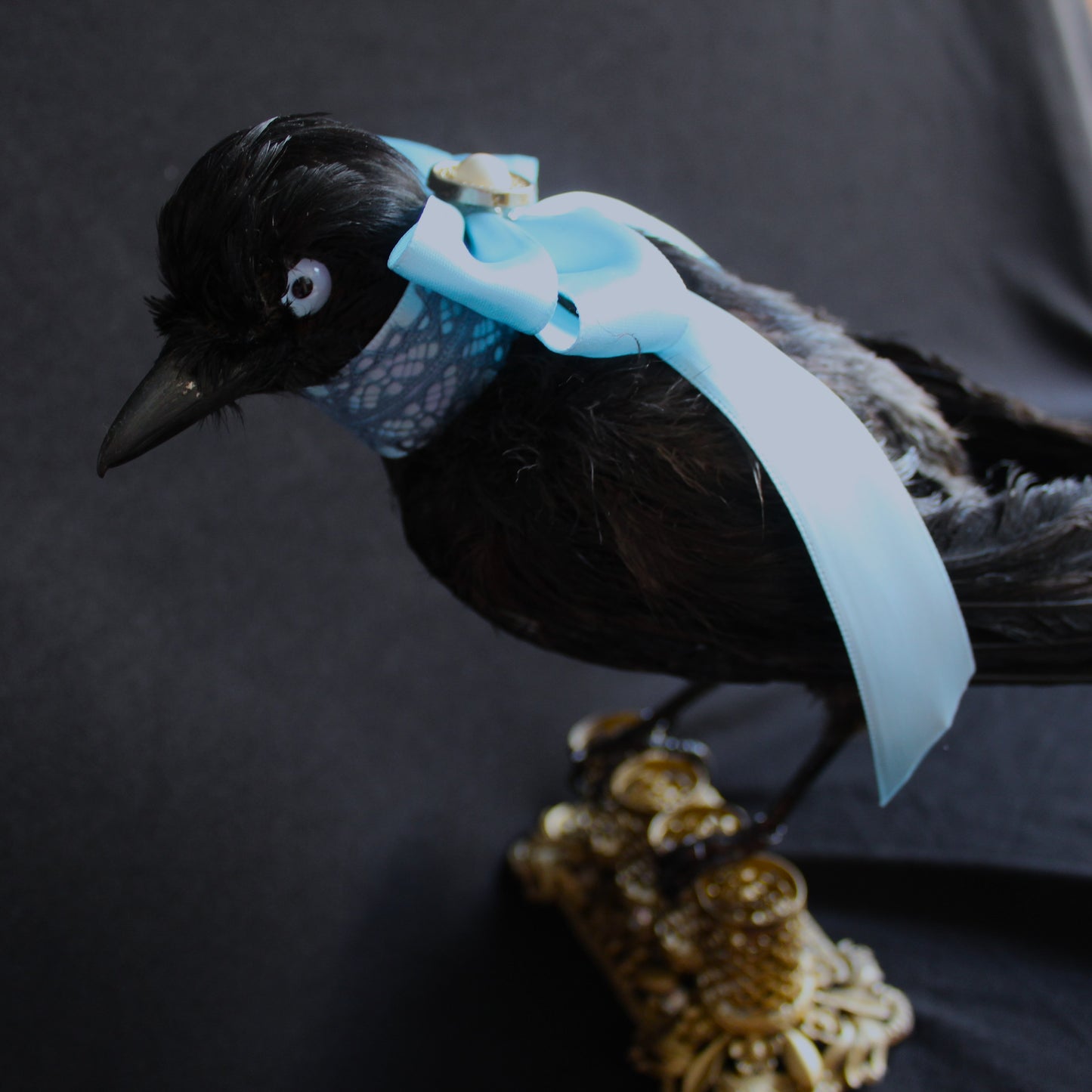 Antique Jay Taxidermy