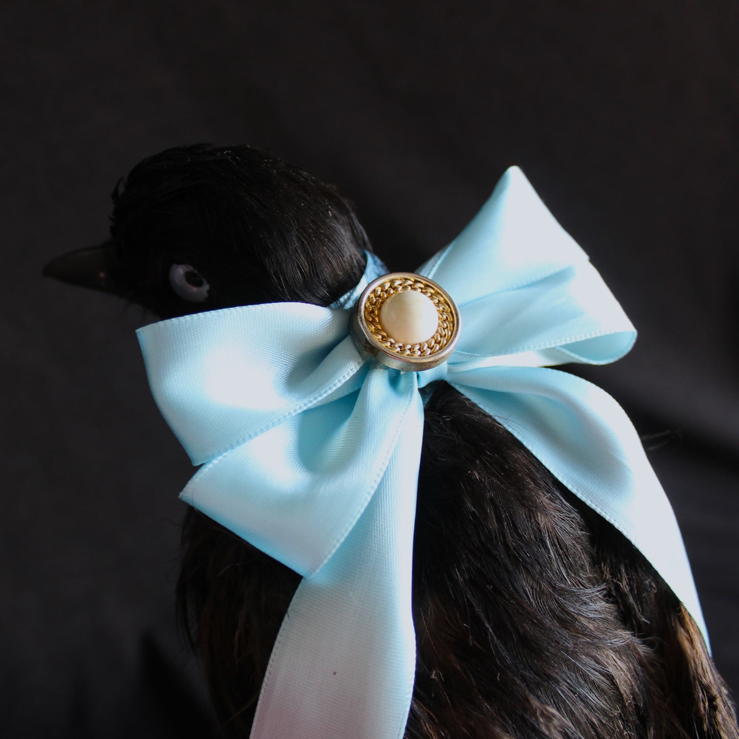 Antique Jay Taxidermy