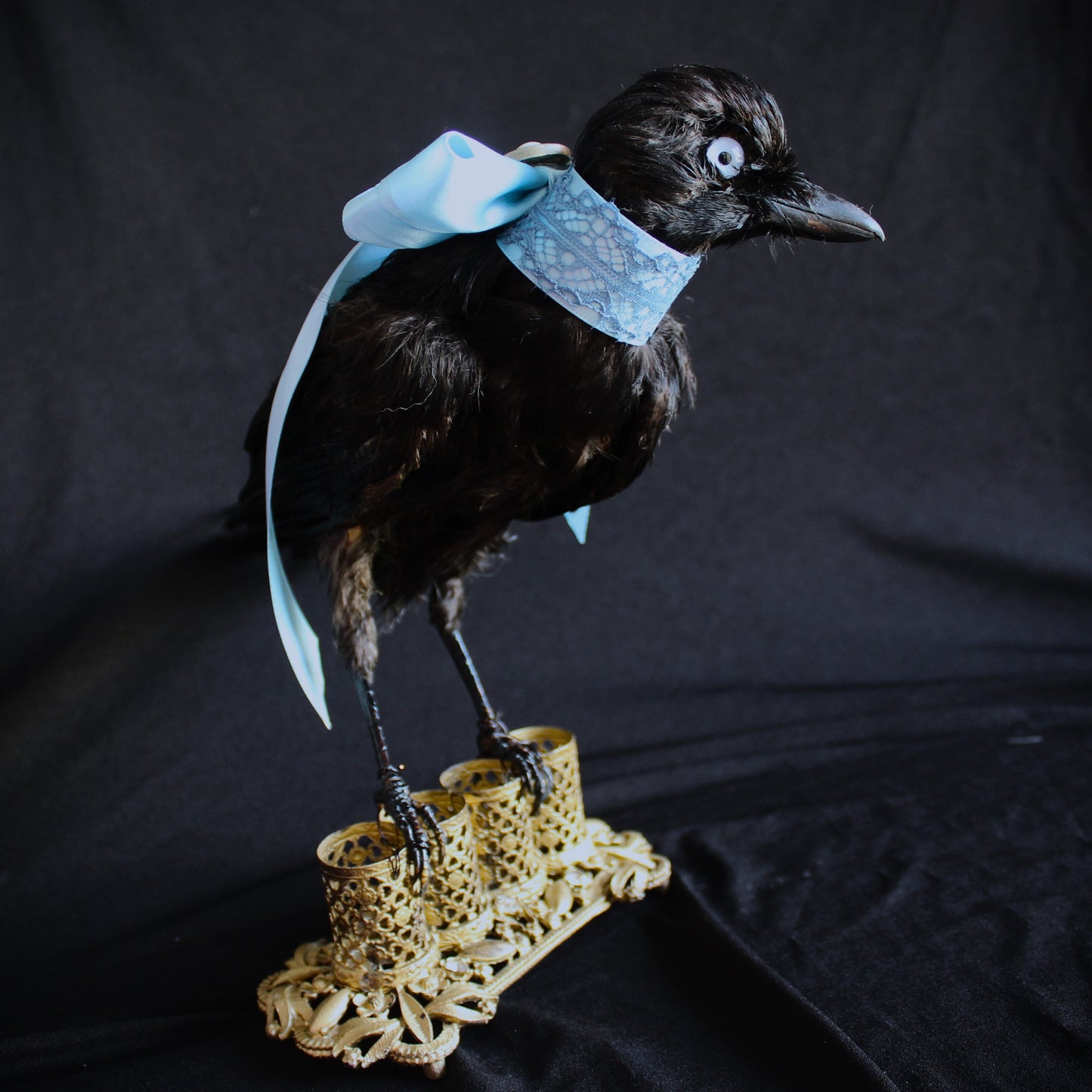 Antique Jay Taxidermy