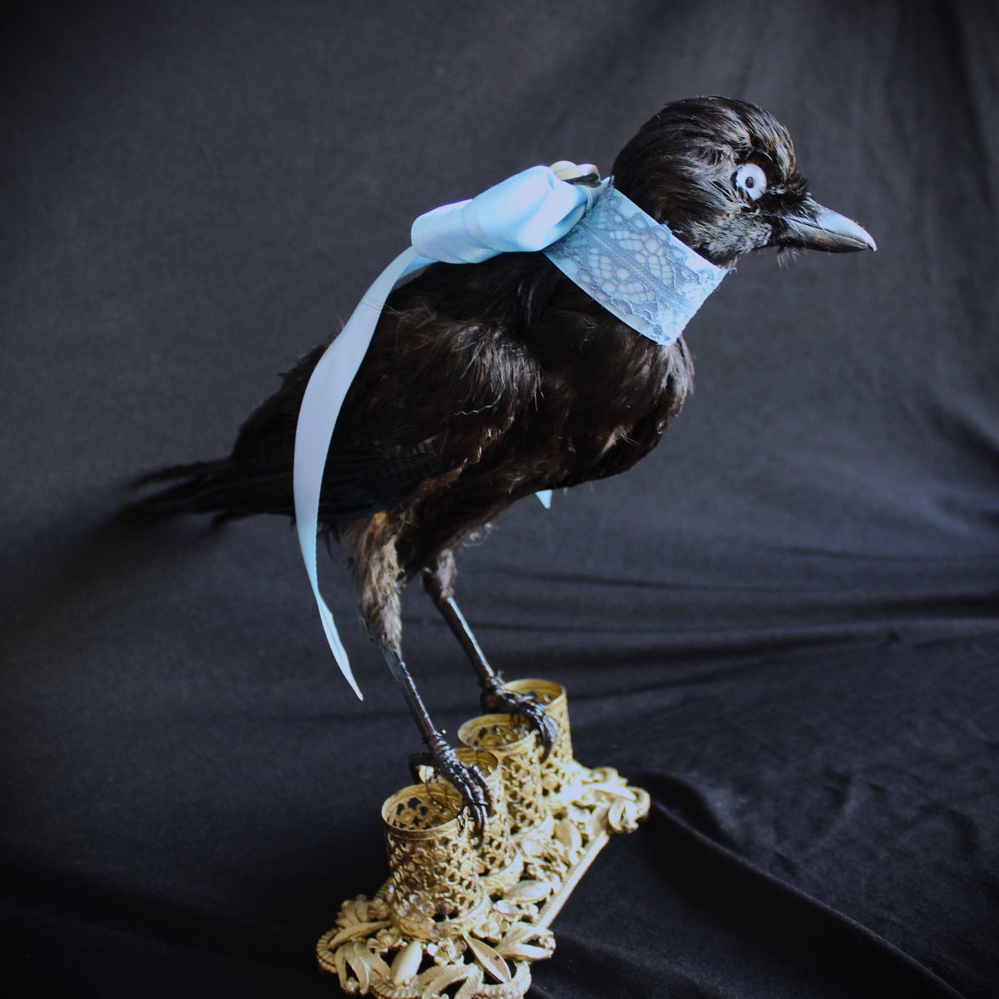 Antique Jay Taxidermy