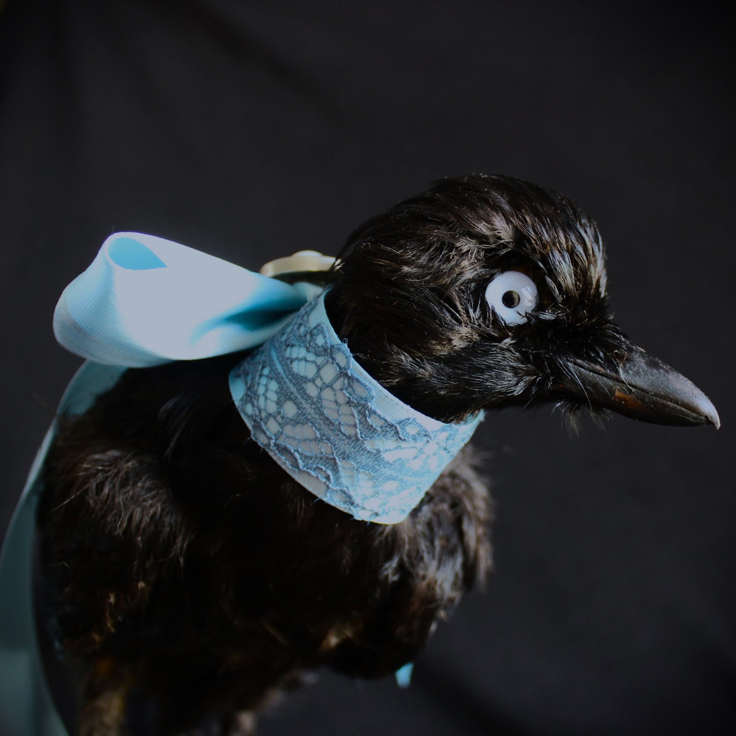 Antique Jay Taxidermy