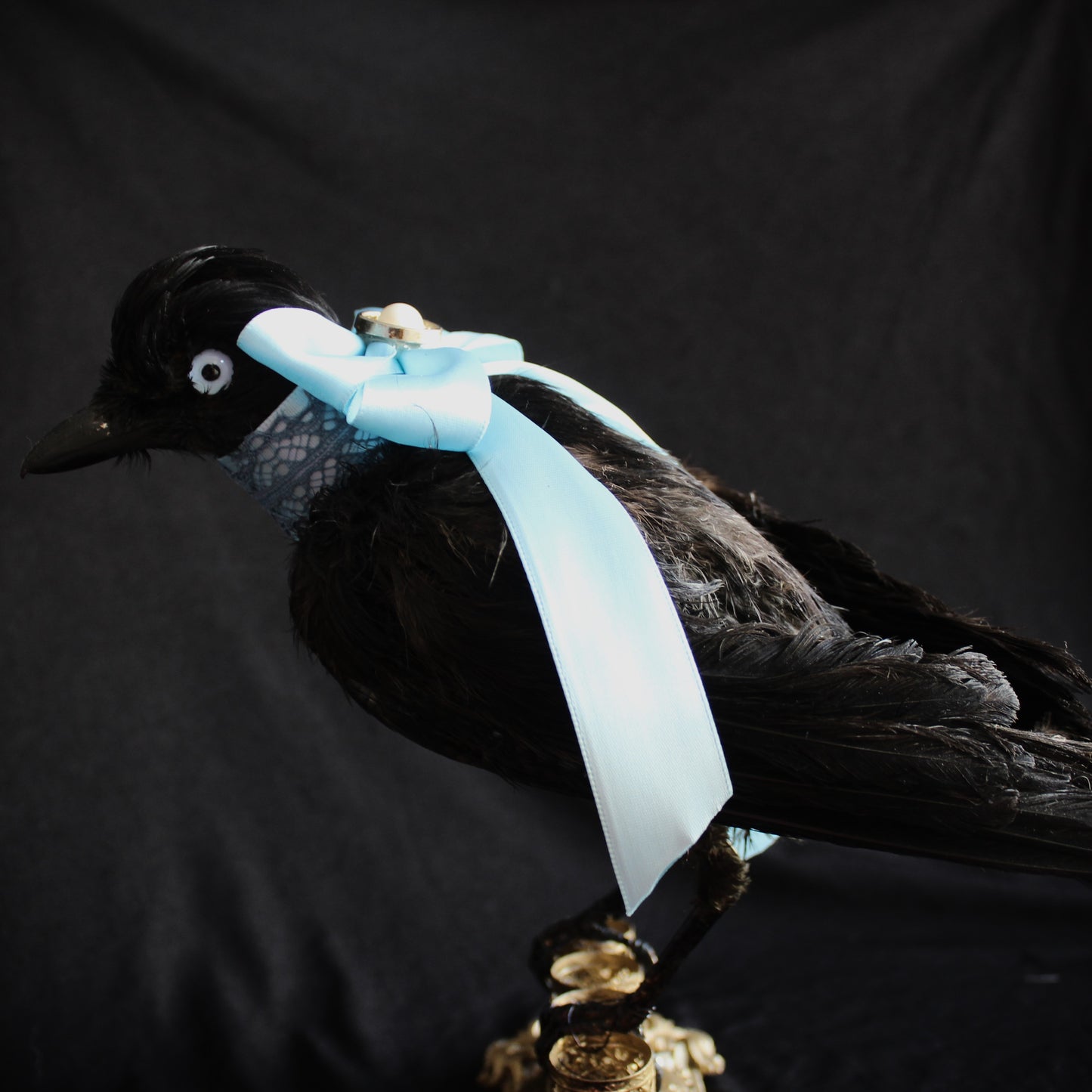 Antique Jay Taxidermy