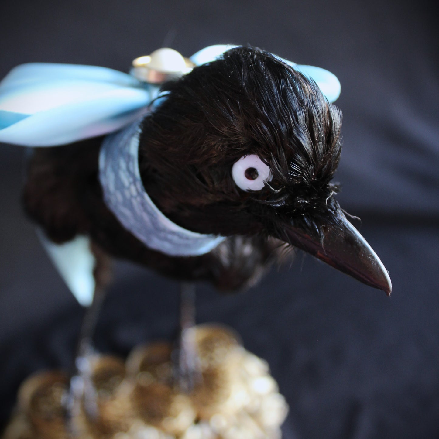 Antique Jay Taxidermy