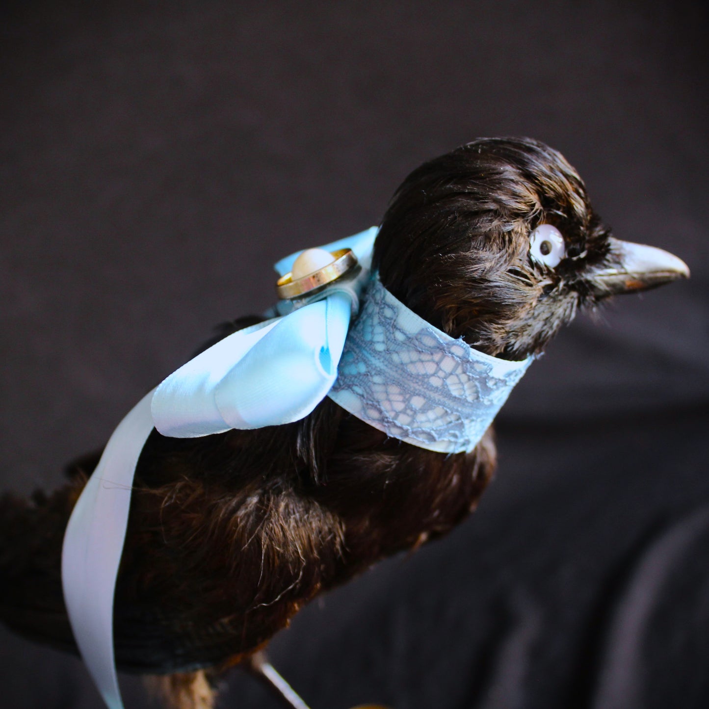 Antique Jay Taxidermy