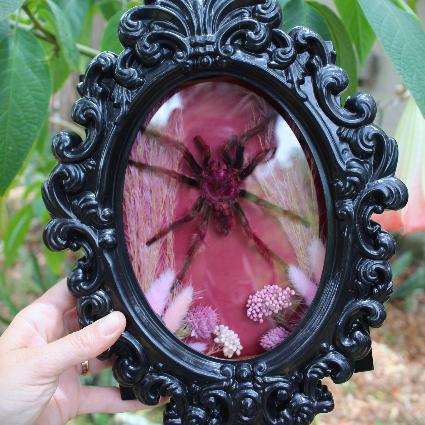 Rose Hair Tarantula