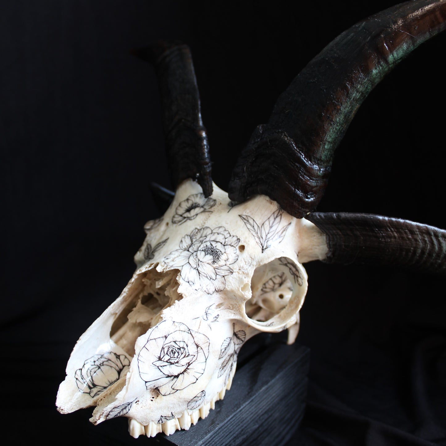 Jacob Ram Skull