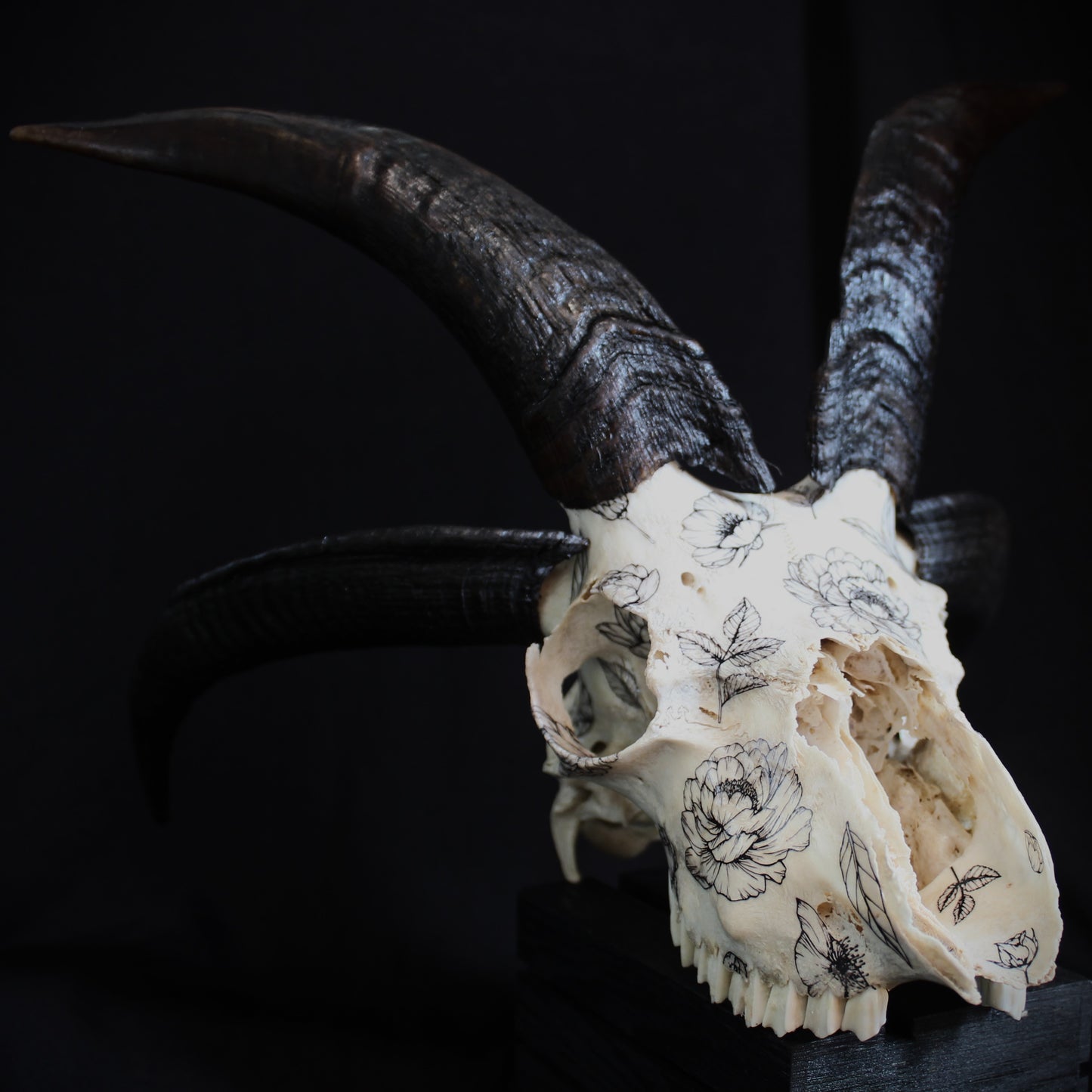 Jacob Ram Skull
