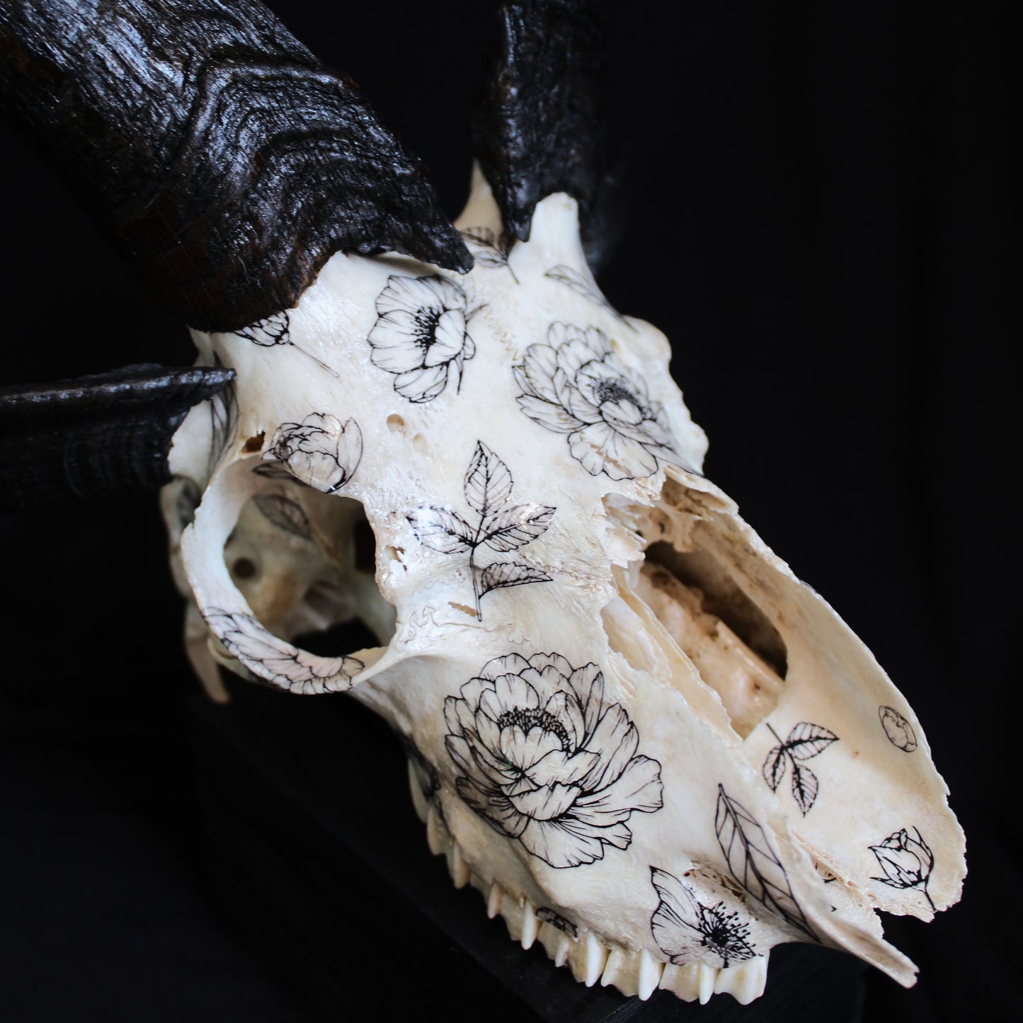 Jacob Ram Skull