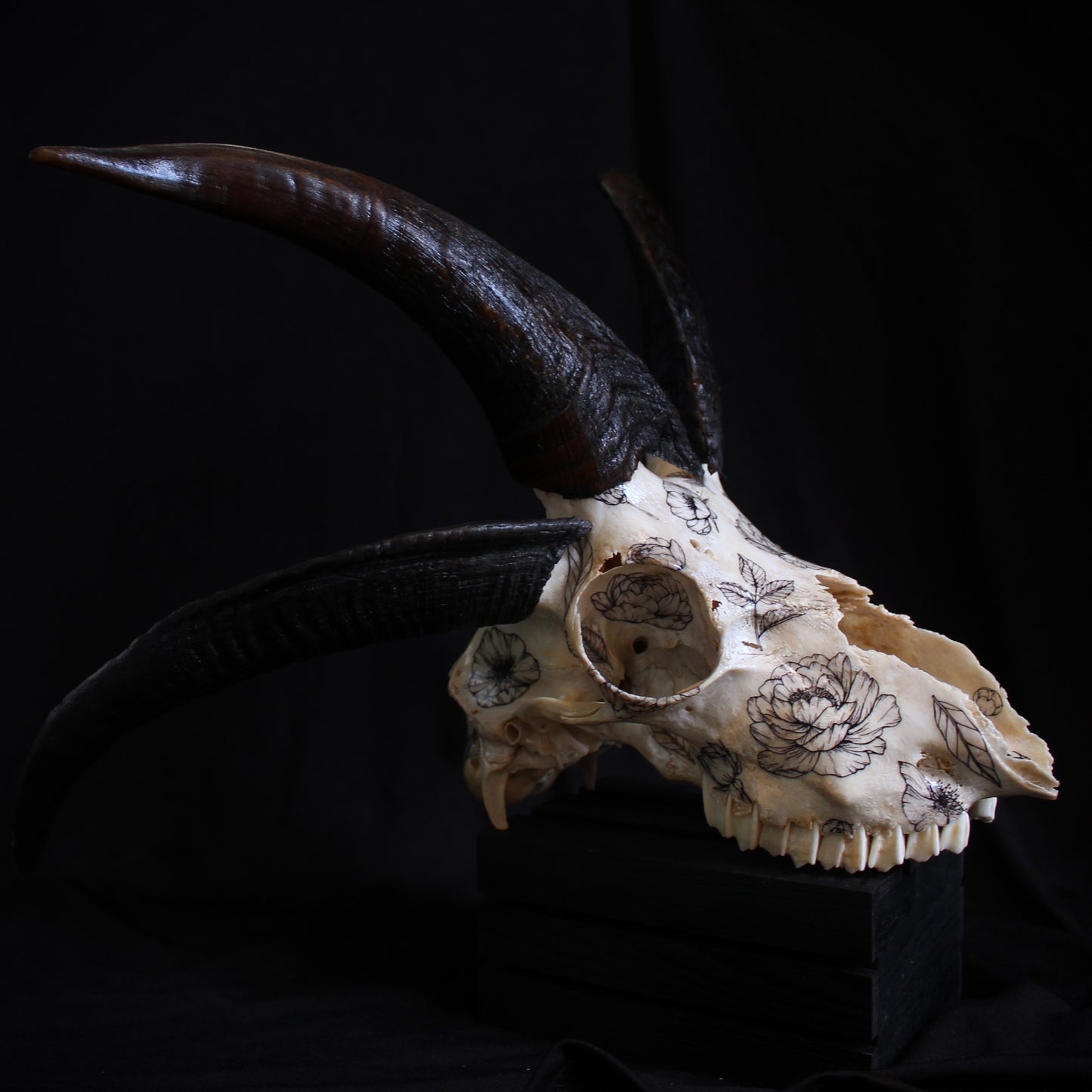 Jacob Ram Skull