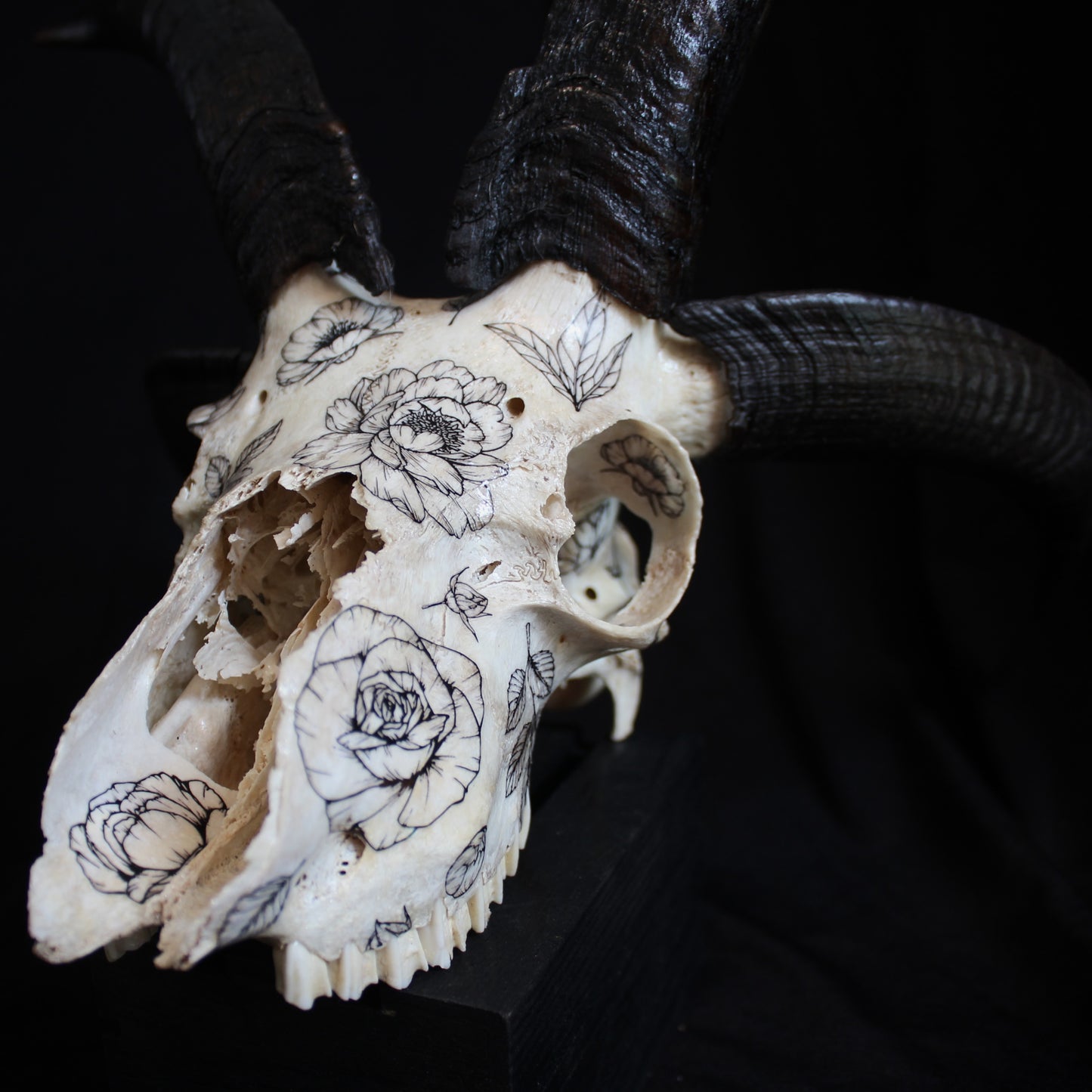 Jacob Ram Skull