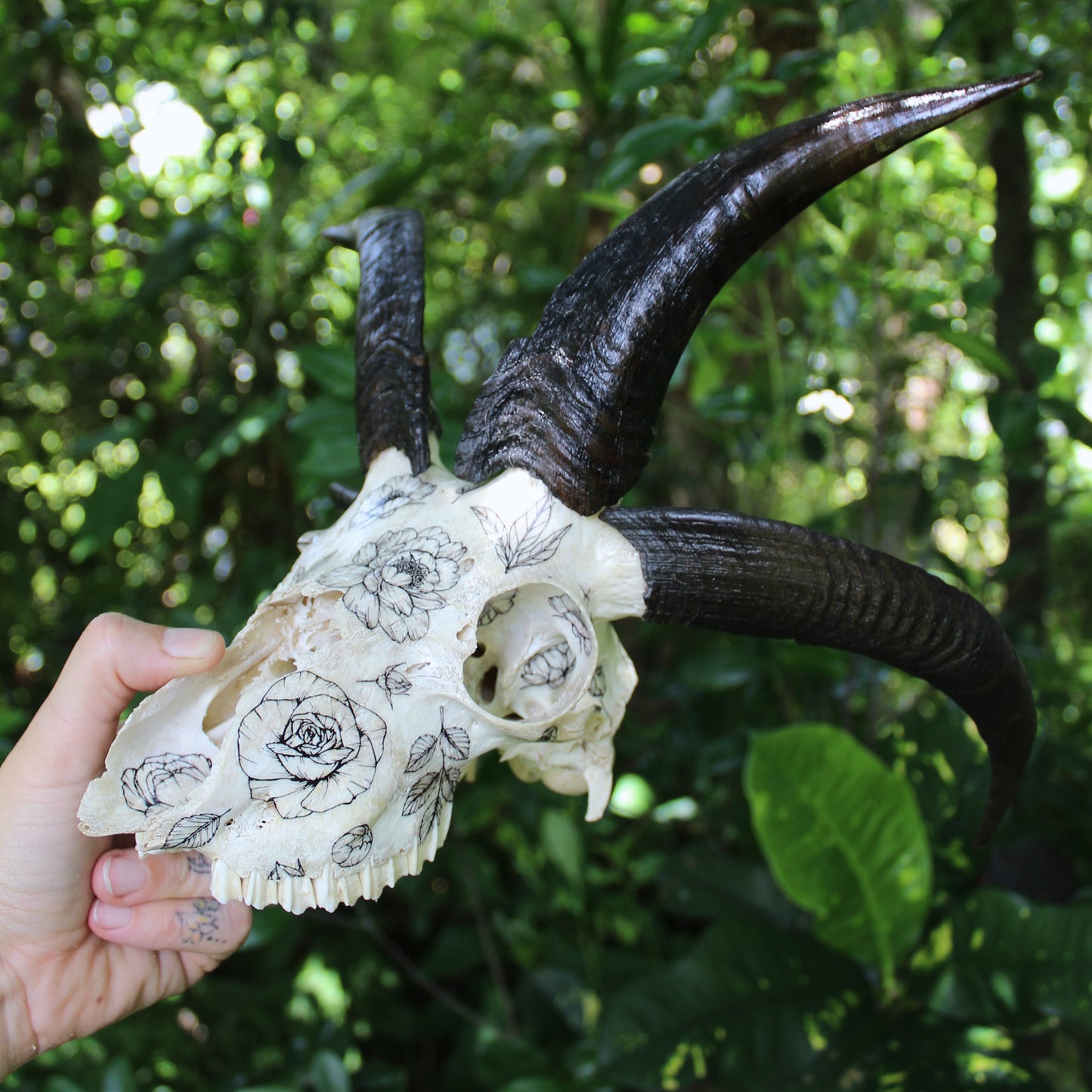 Jacob Ram Skull