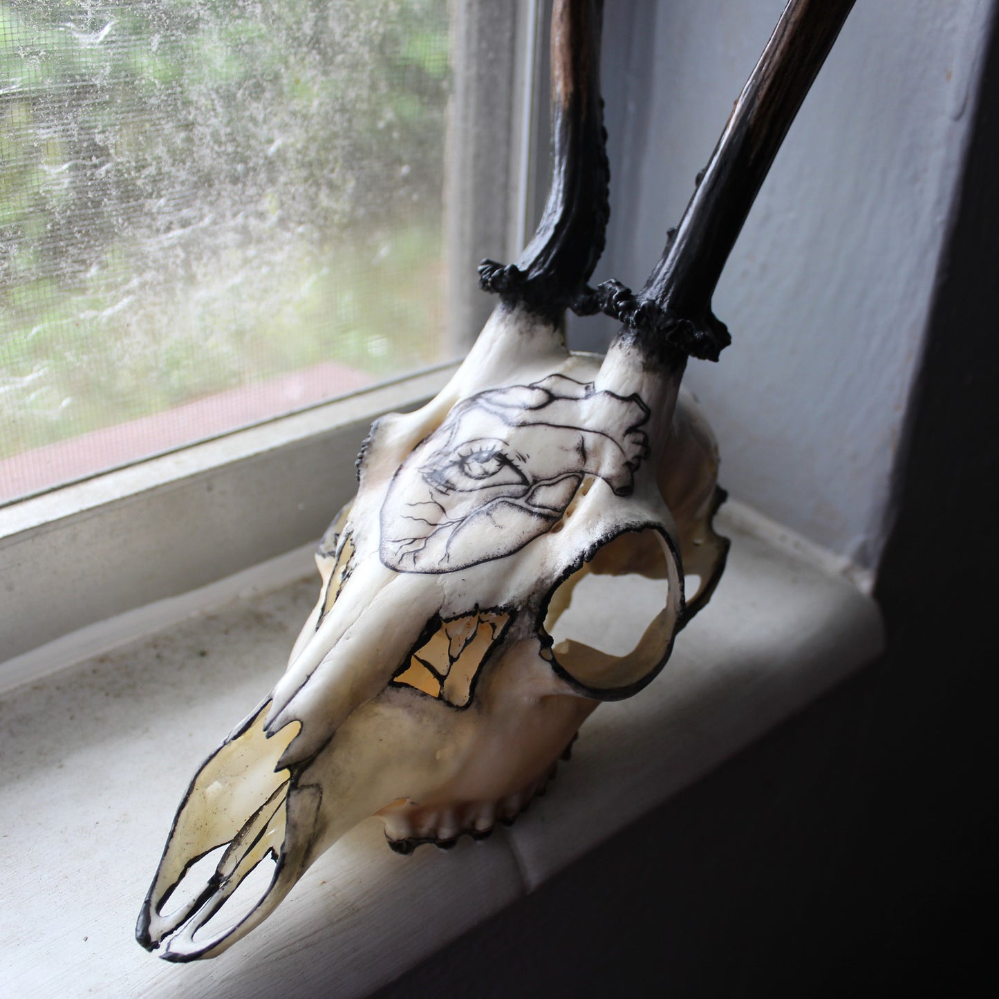 Black Roe Deer Skull