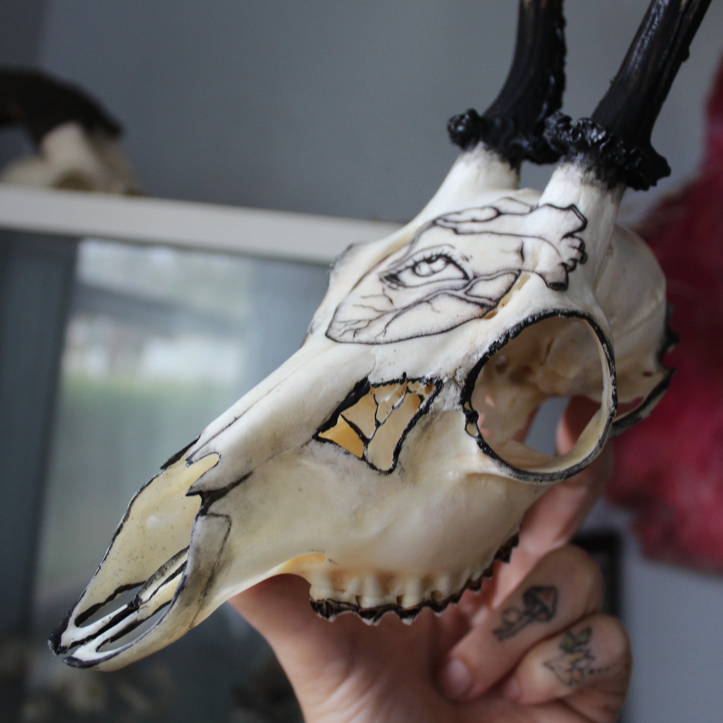 Black Roe Deer Skull