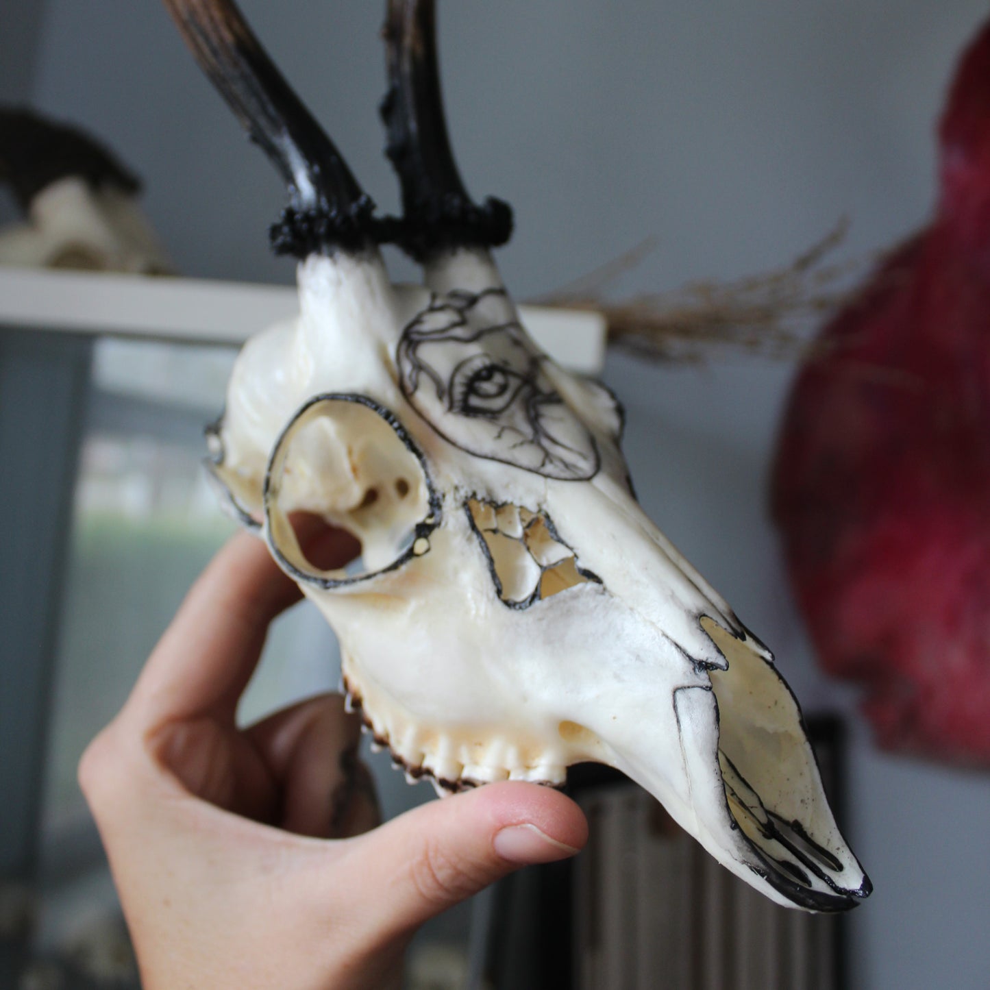 Black Roe Deer Skull