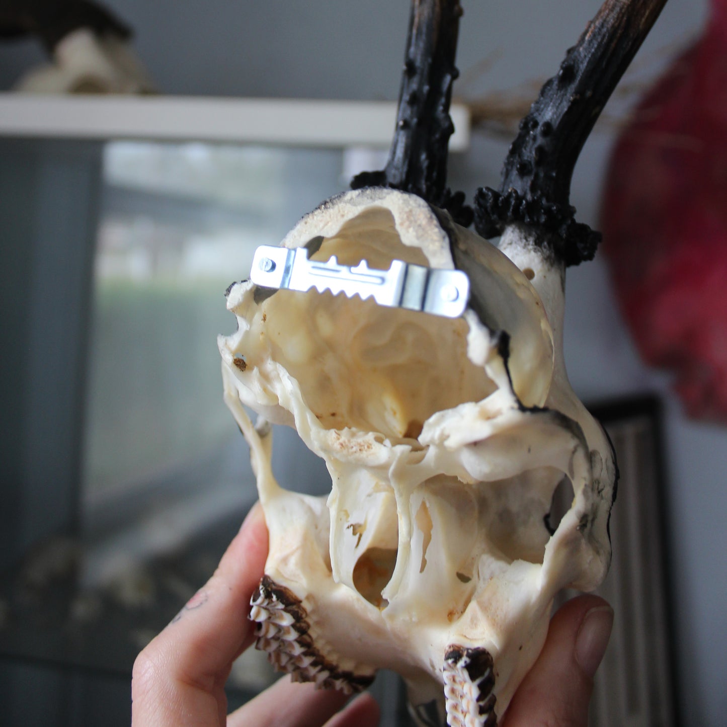Black Roe Deer Skull