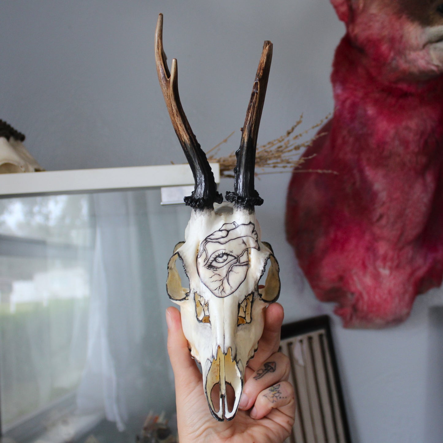 Black Roe Deer Skull