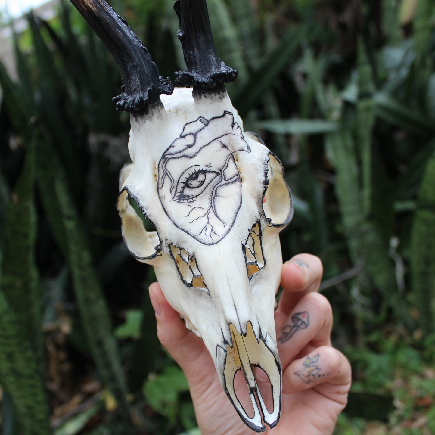 Black Roe Deer Skull