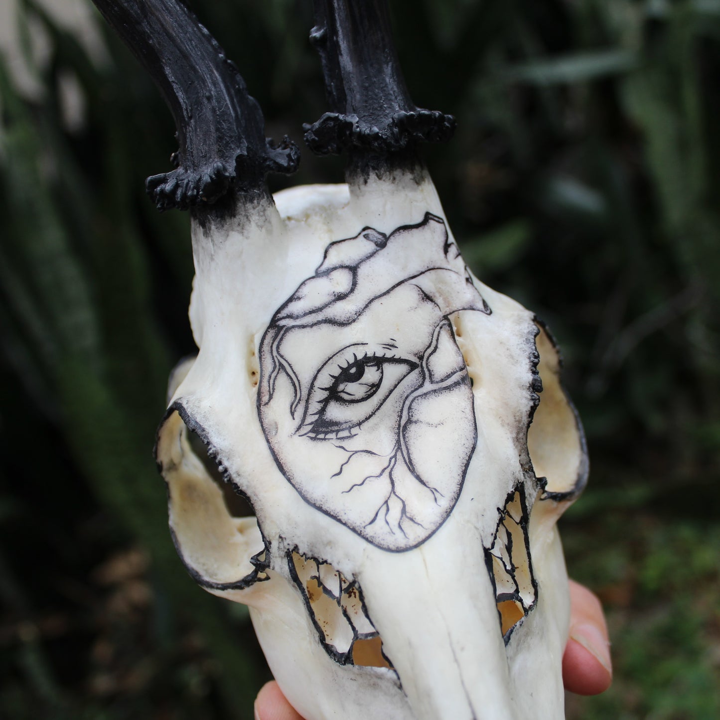 Black Roe Deer Skull