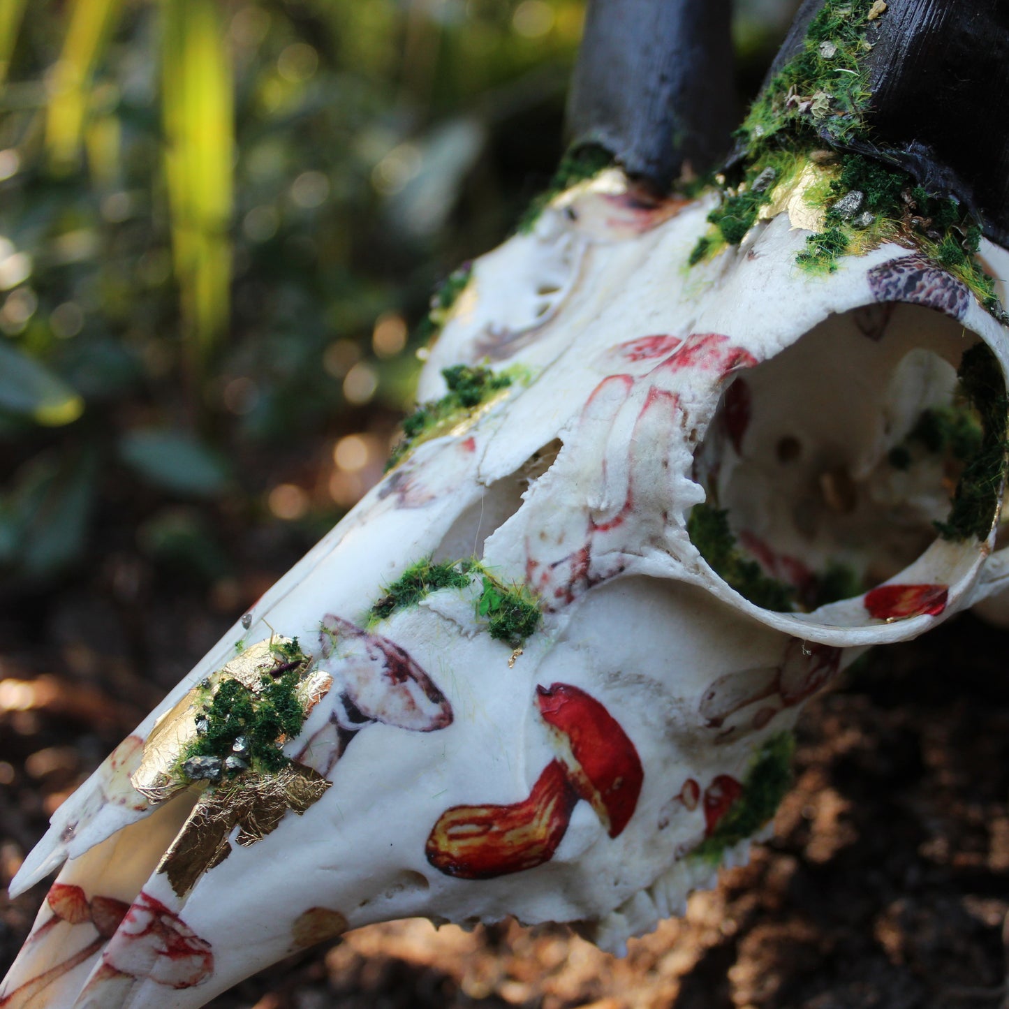 Mossy Reedbuck Skull