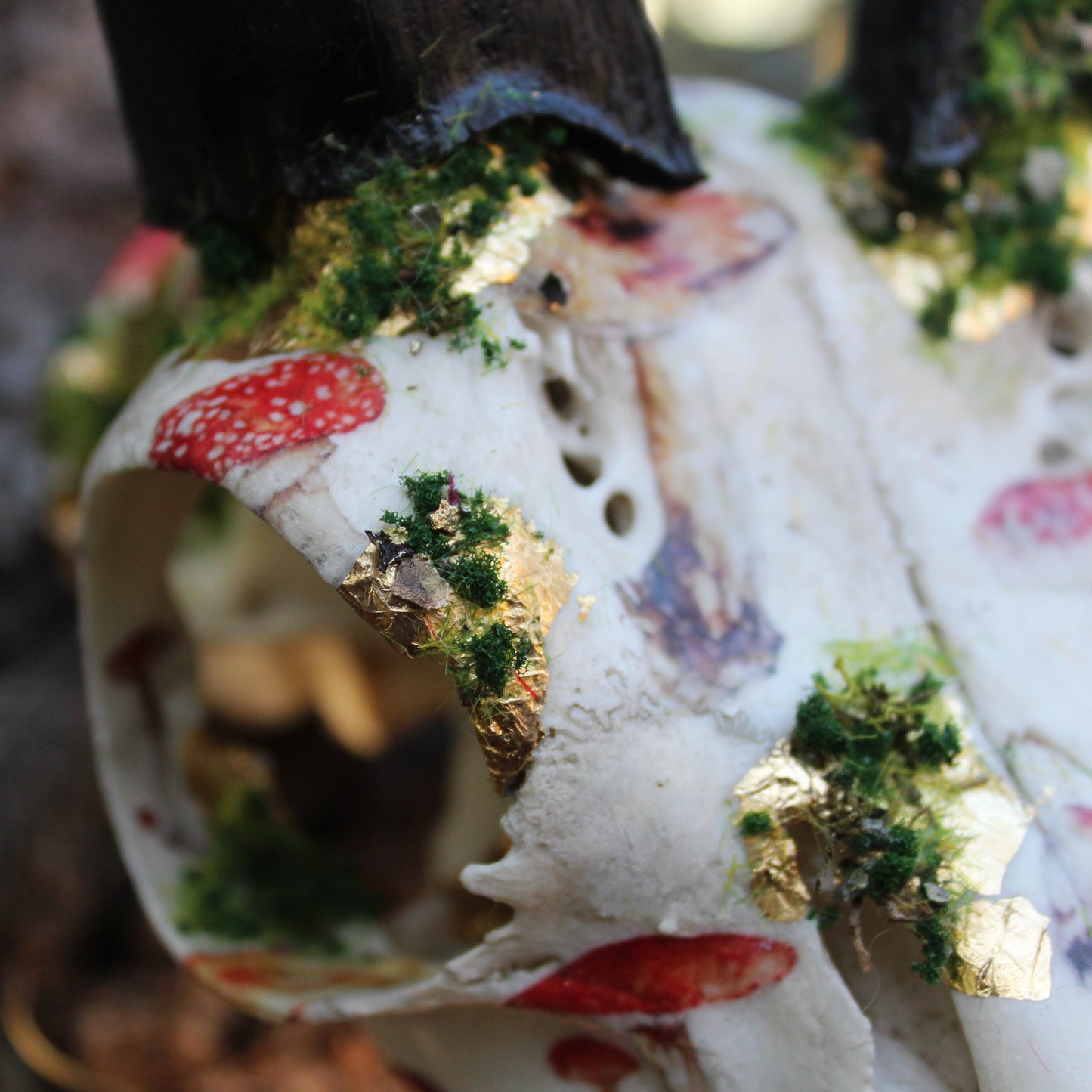 Mossy Reedbuck Skull