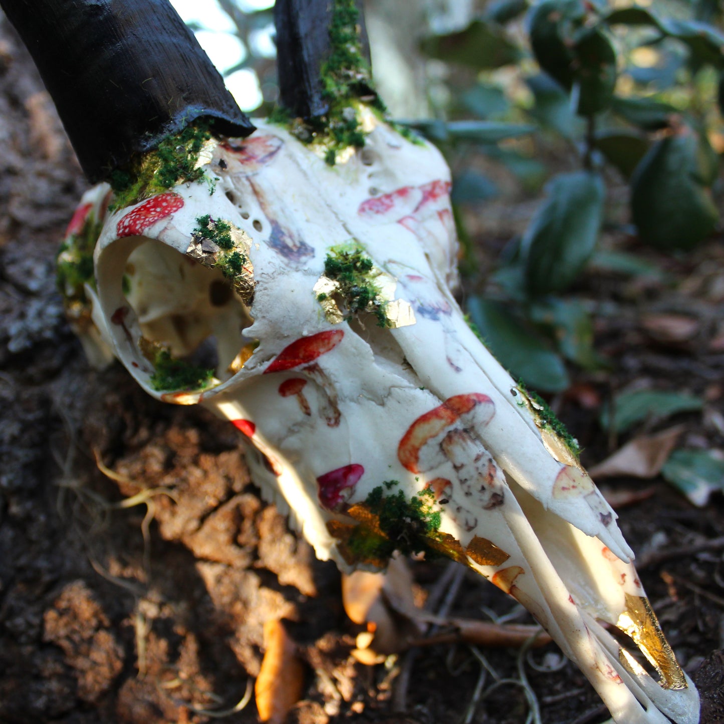 Mossy Reedbuck Skull