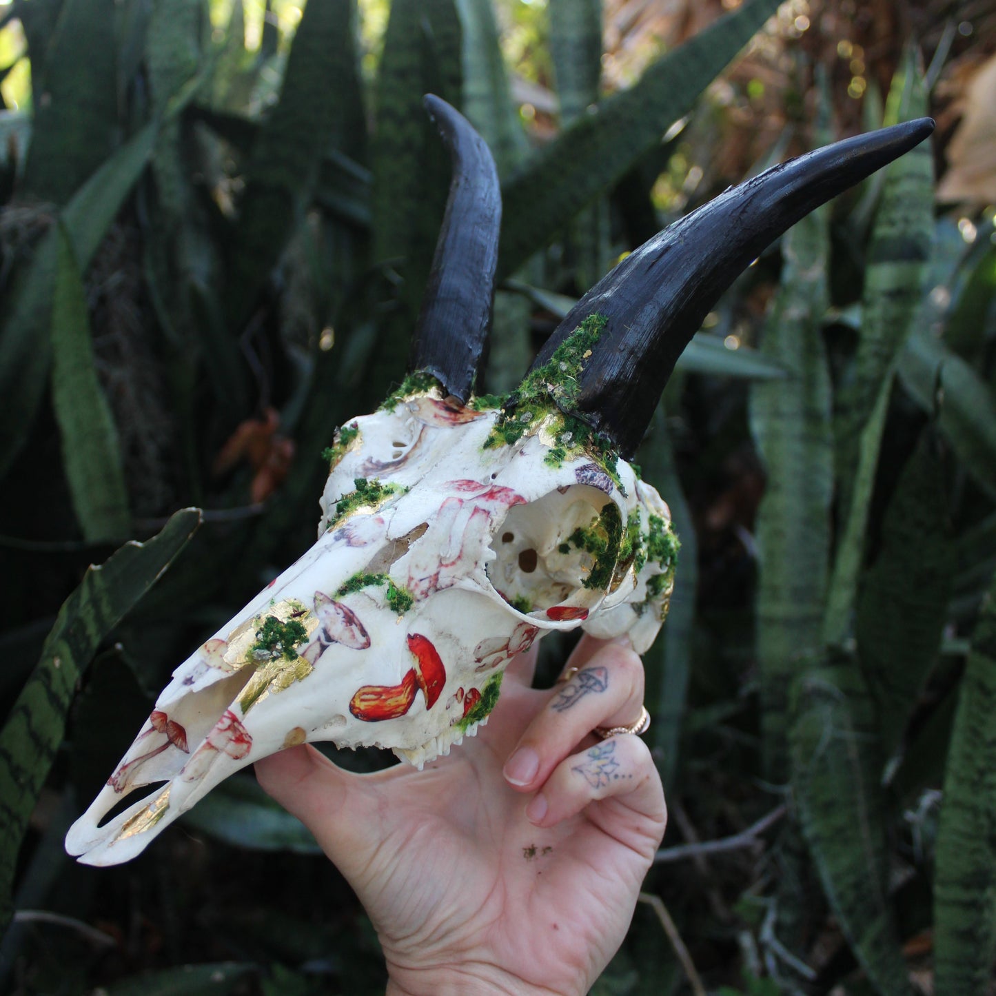 Mossy Reedbuck Skull