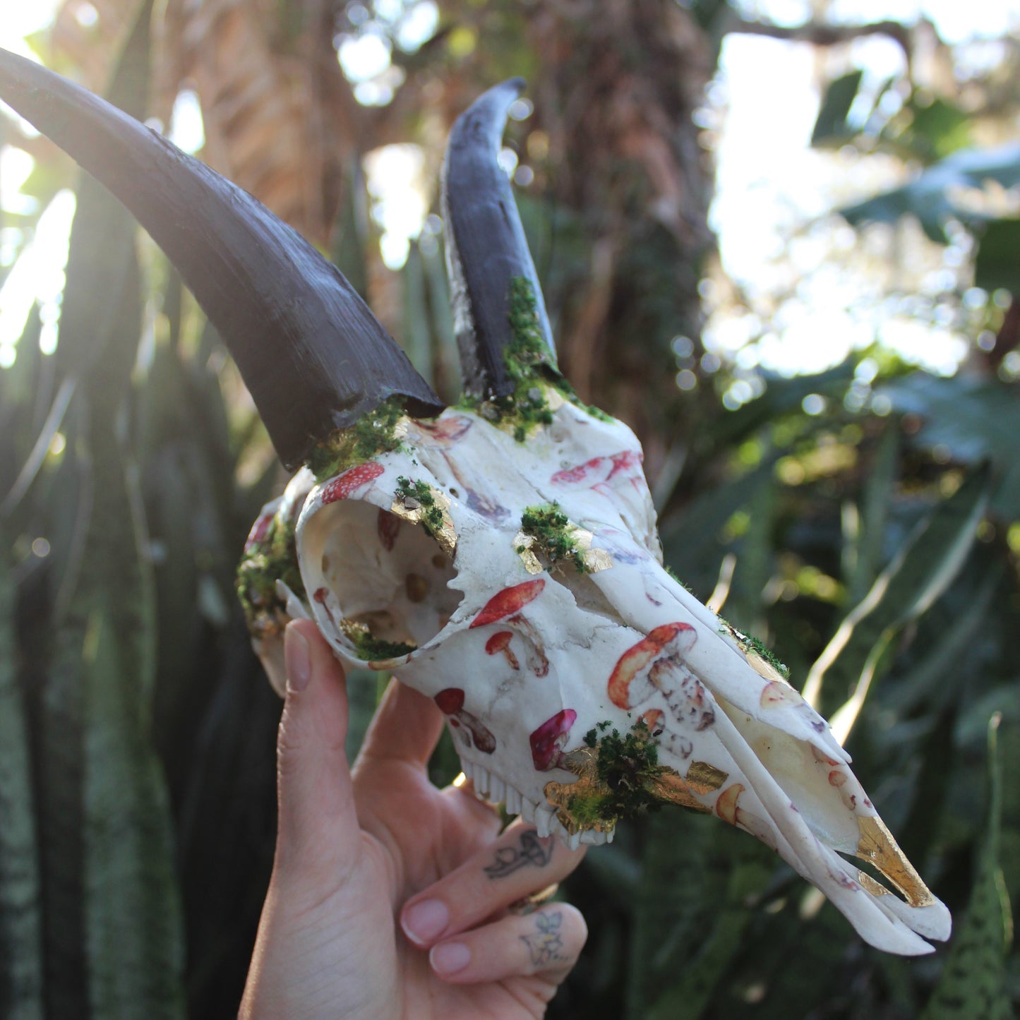 Mossy Reedbuck Skull