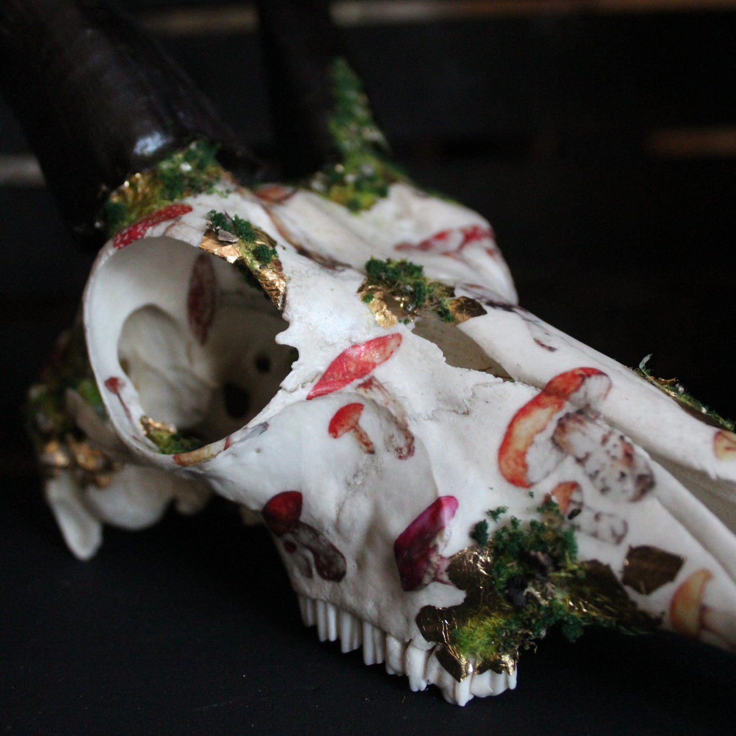 Mossy Reedbuck Skull