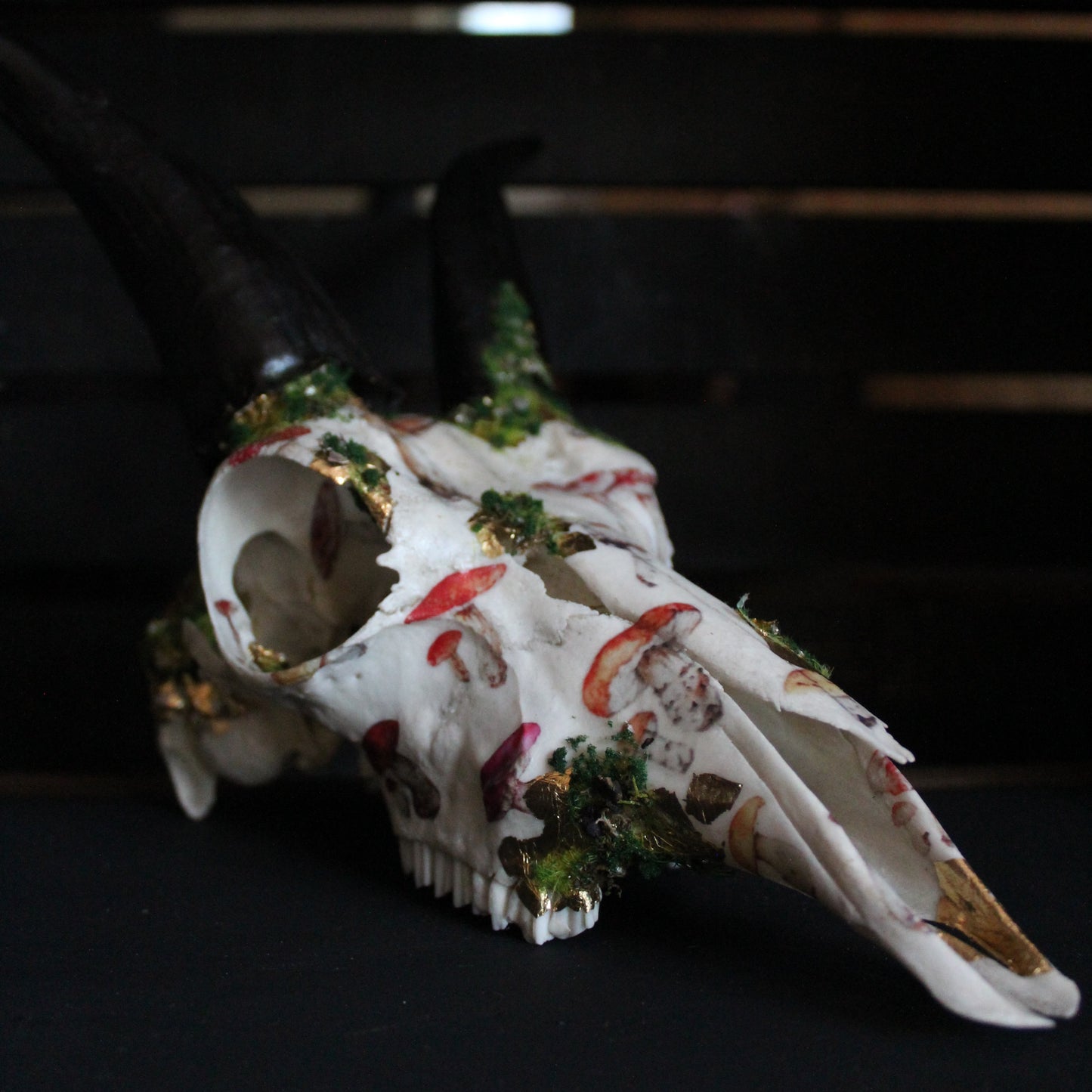 Mossy Reedbuck Skull