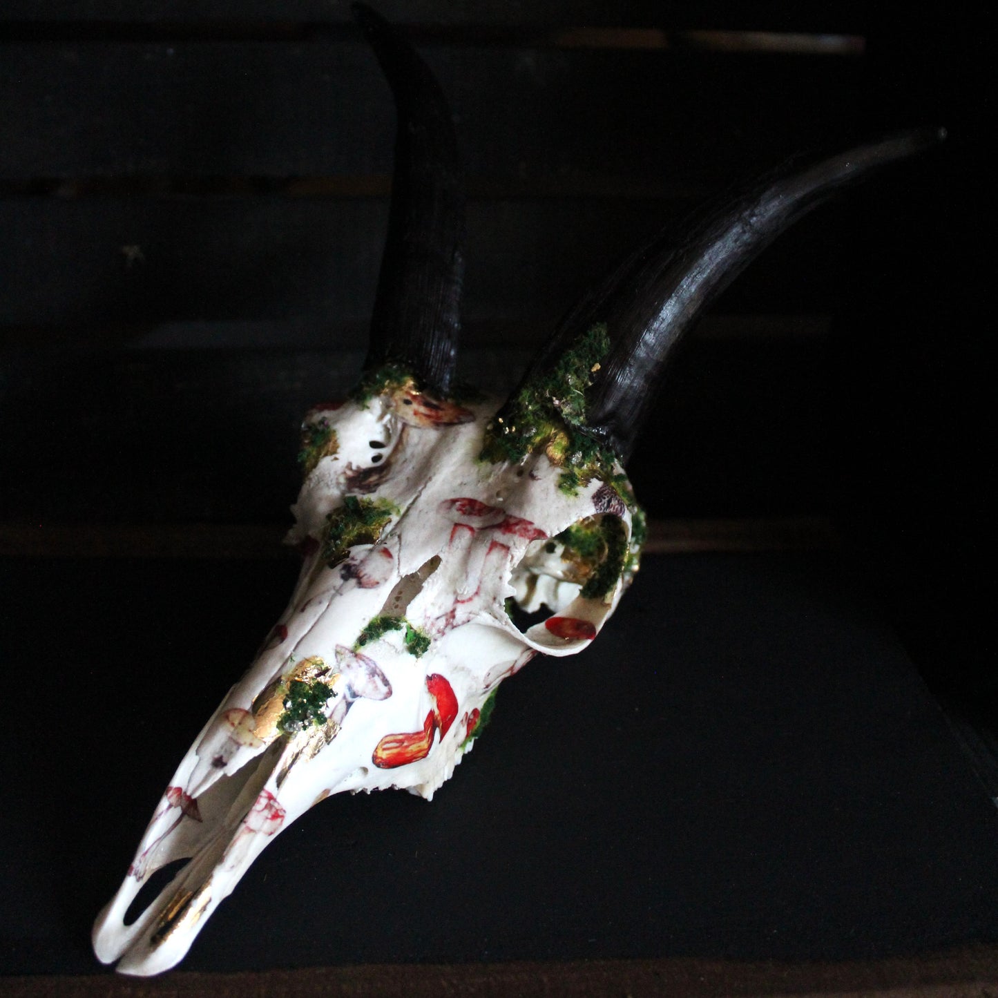 Mossy Reedbuck Skull