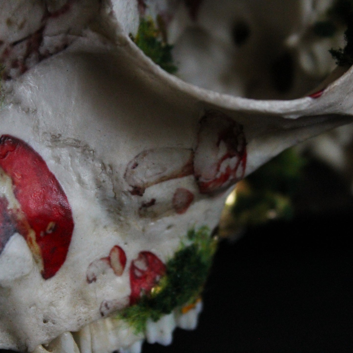 Mossy Reedbuck Skull