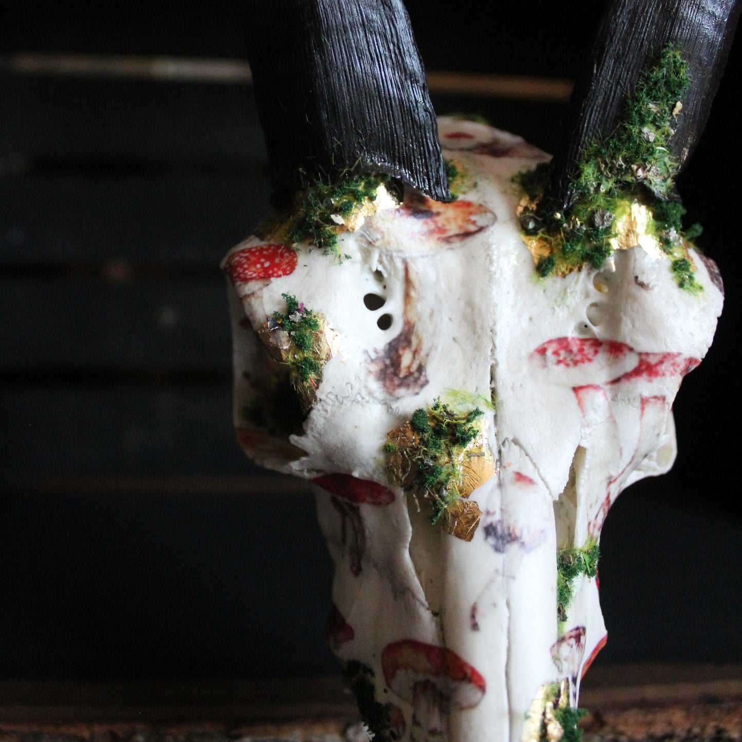 Mossy Reedbuck Skull