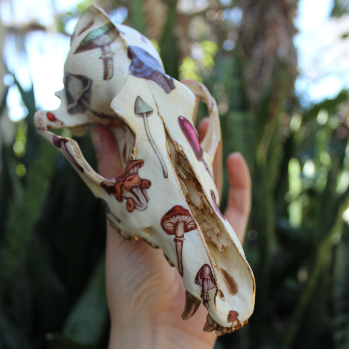Mushrooms Coyote Skull