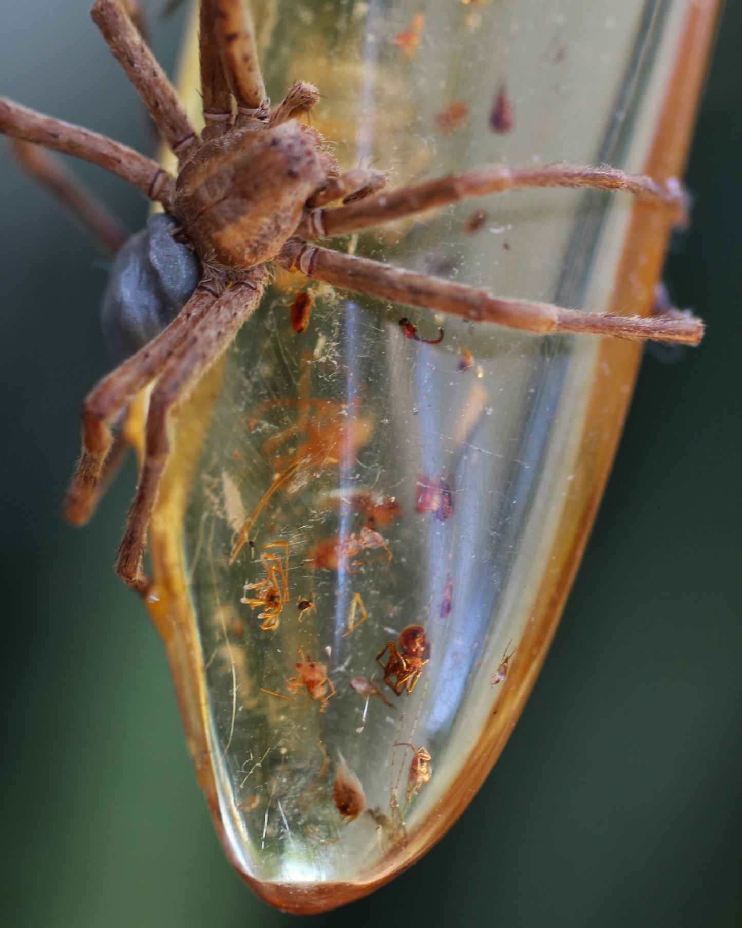 Amber Spider Necklace