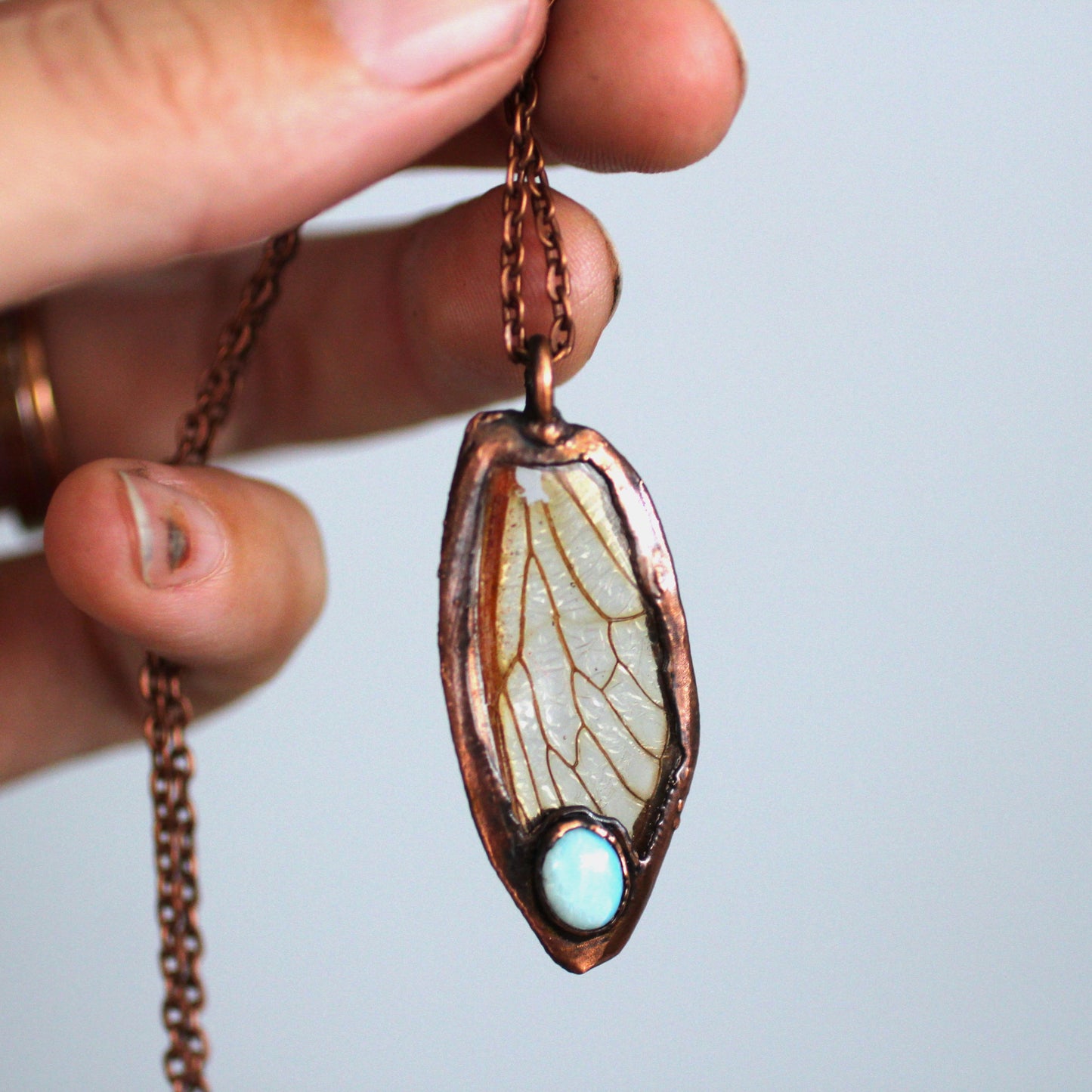 Transparent Opal Cicada Wing