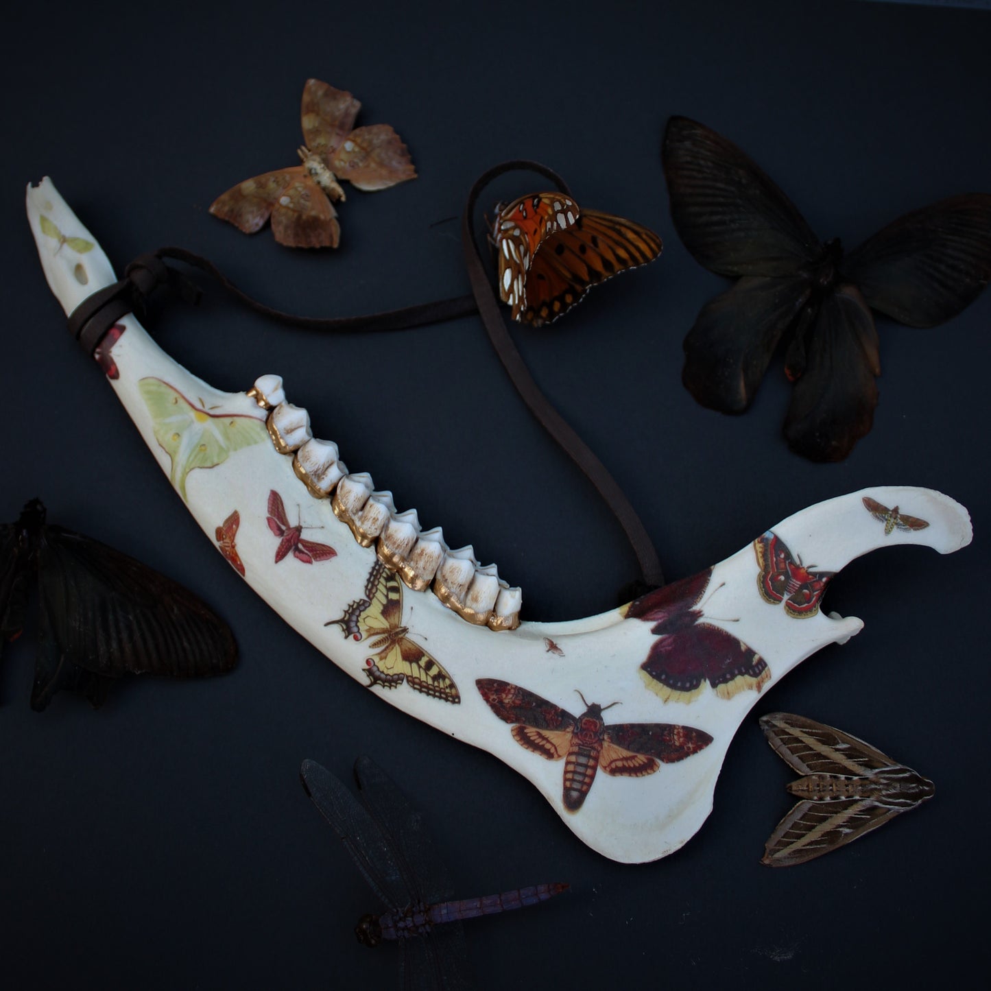 Vintage Moth Deer Jawbones