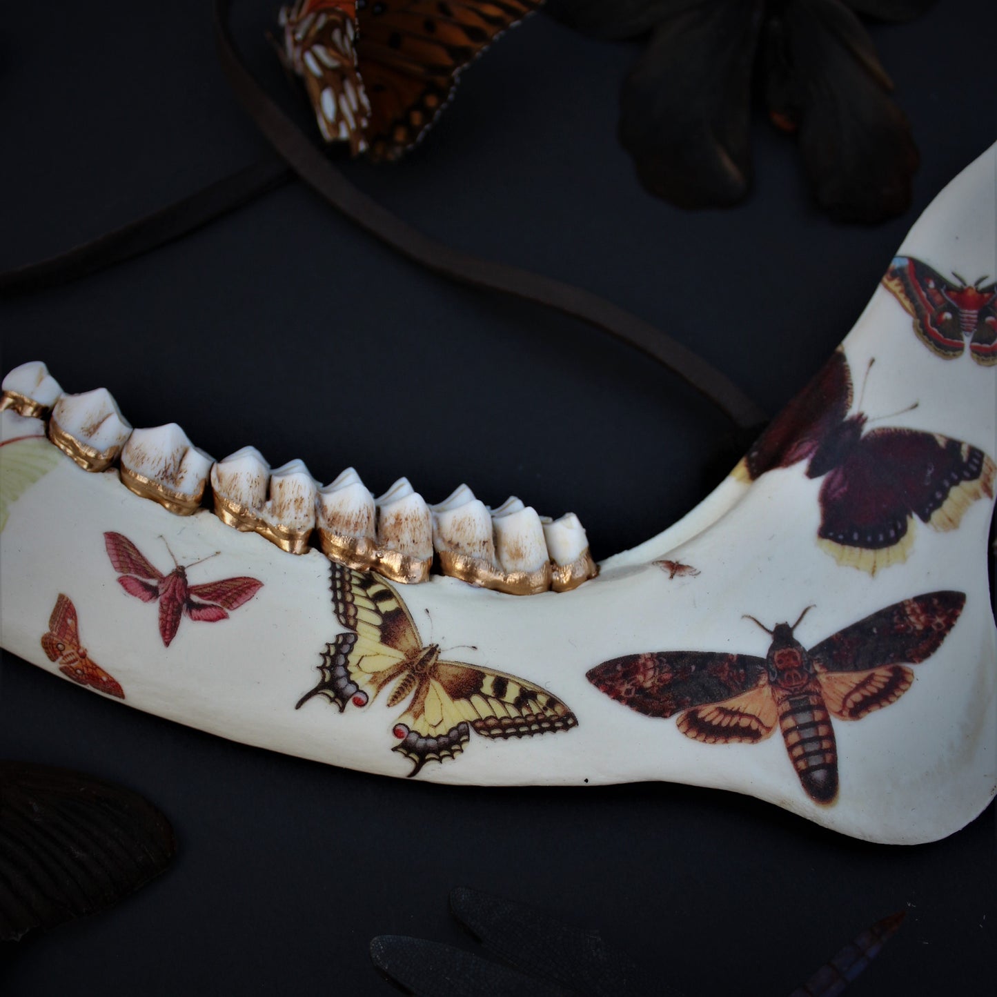 Vintage Moth Deer Jawbones