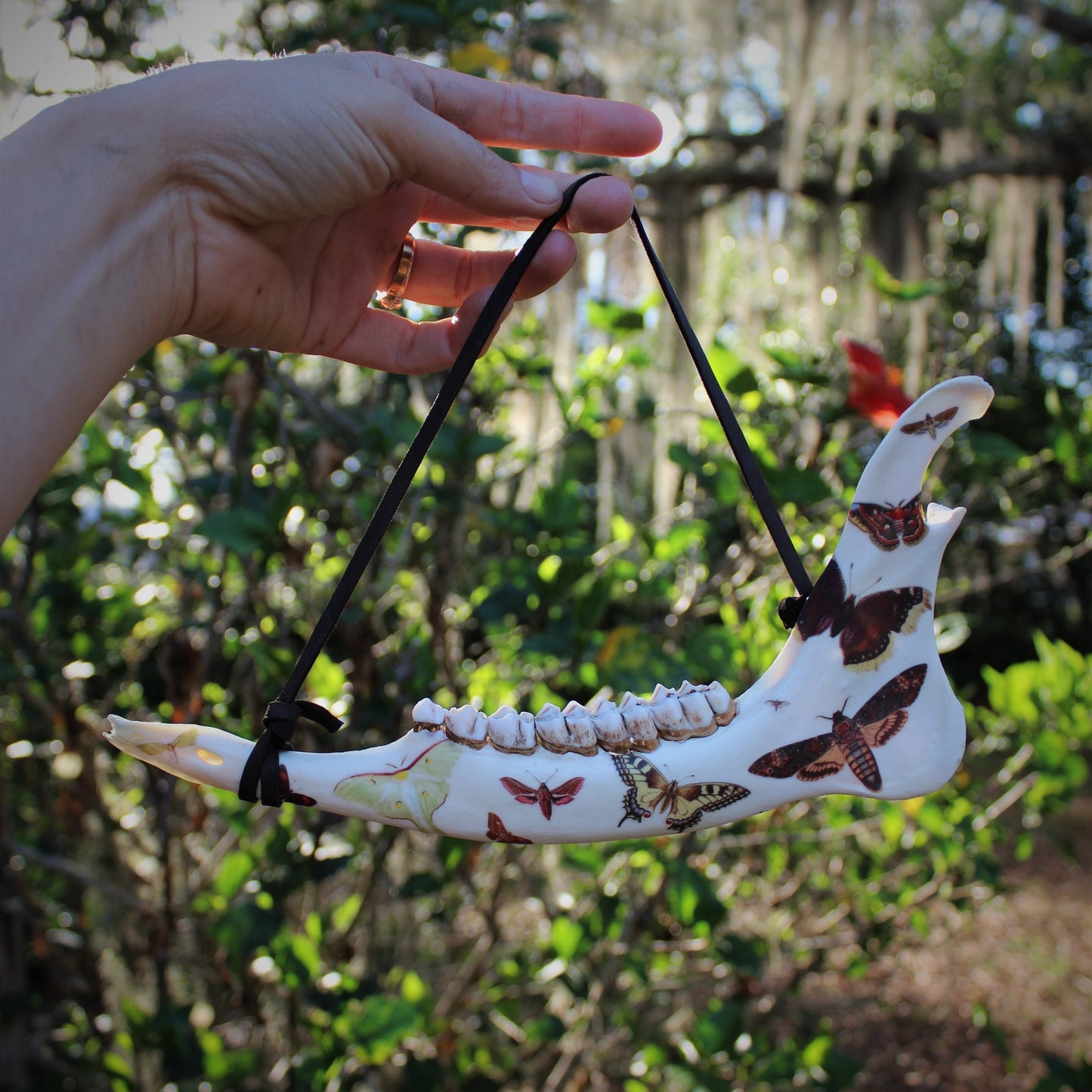 Vintage Moth Deer Jawbones