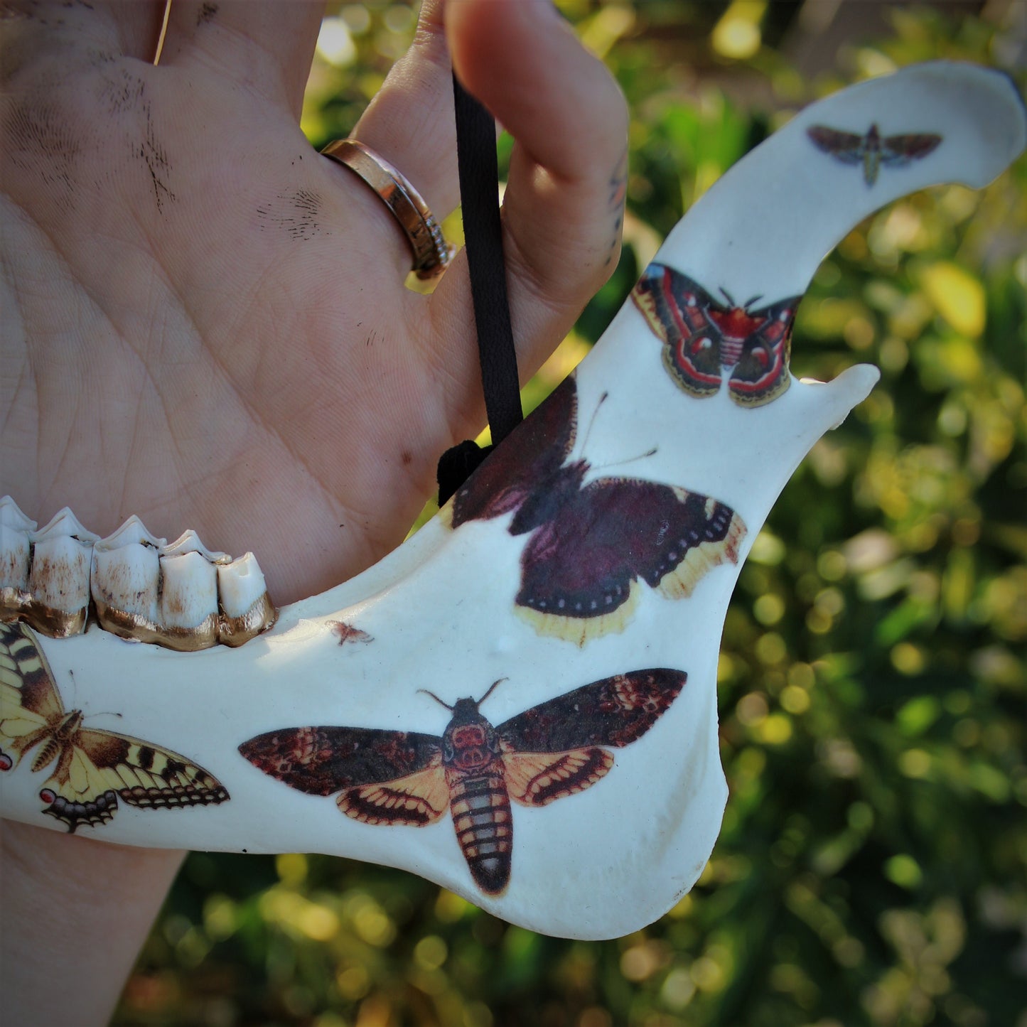 Vintage Moth Deer Jawbones